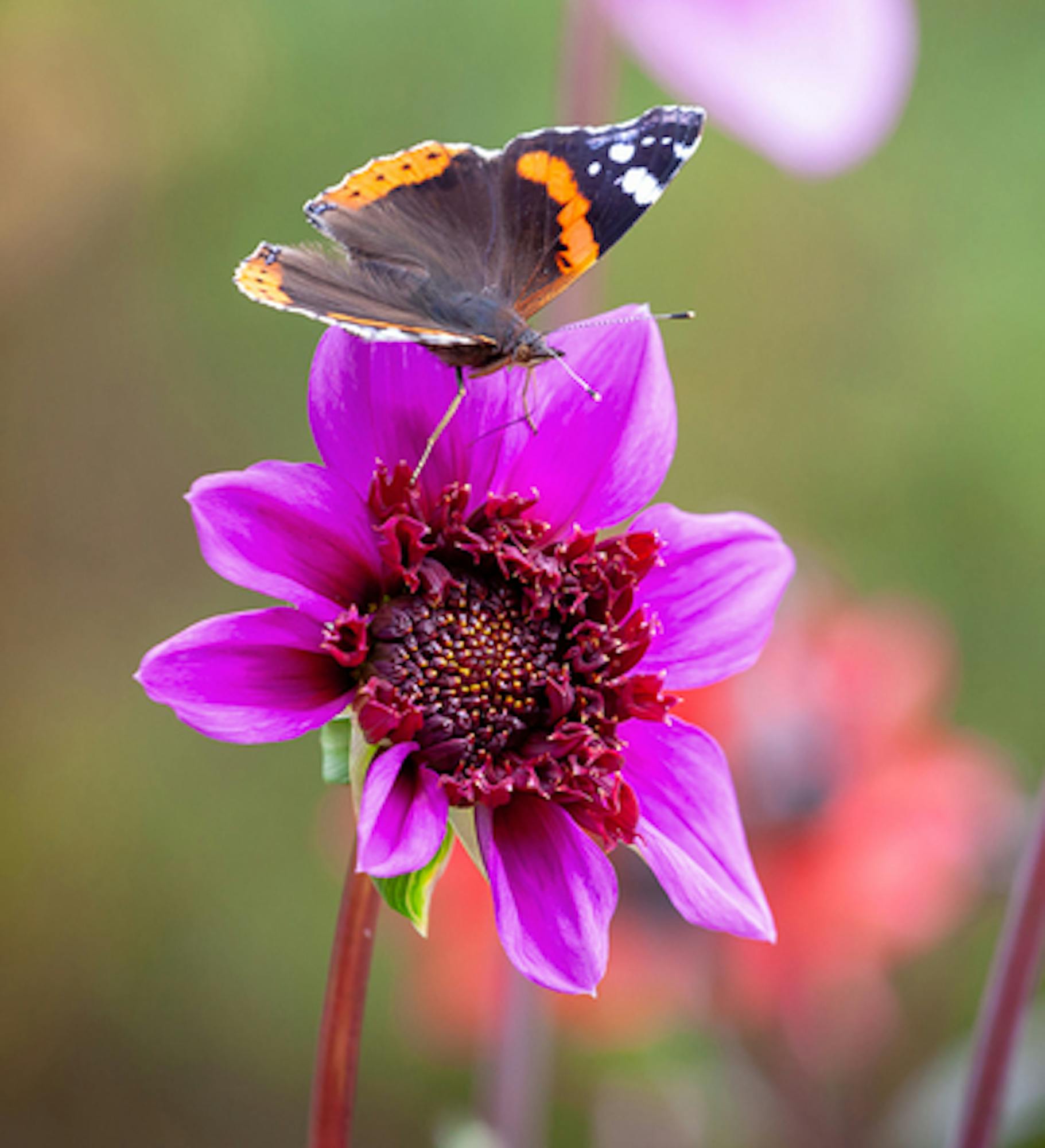 Dahlia 'Blue Bayou'