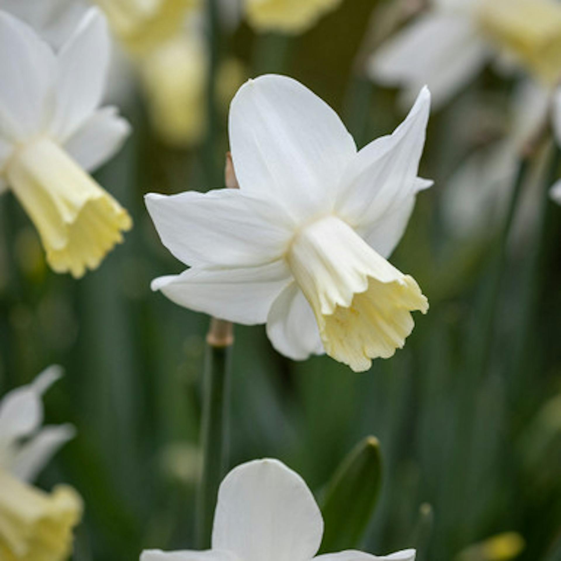 Narcissus 'Prinses Amalia'