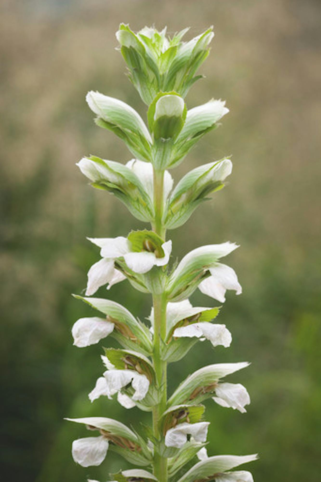 Acanthus mollis 'Rue Ledan' (Latifolius Group)