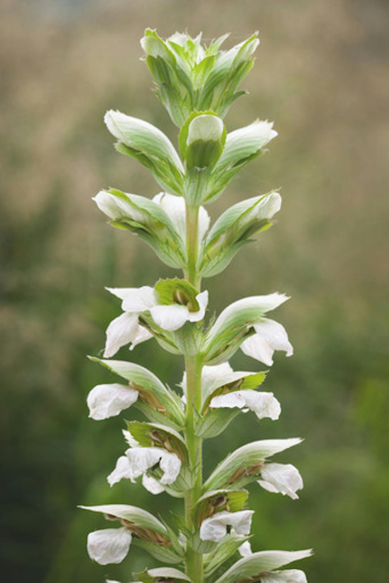 Acanthus mollis 'Rue Ledan' (Latifolius Group)