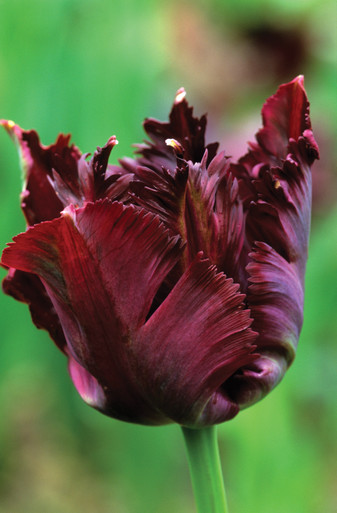Tulip 'Black Parrot'