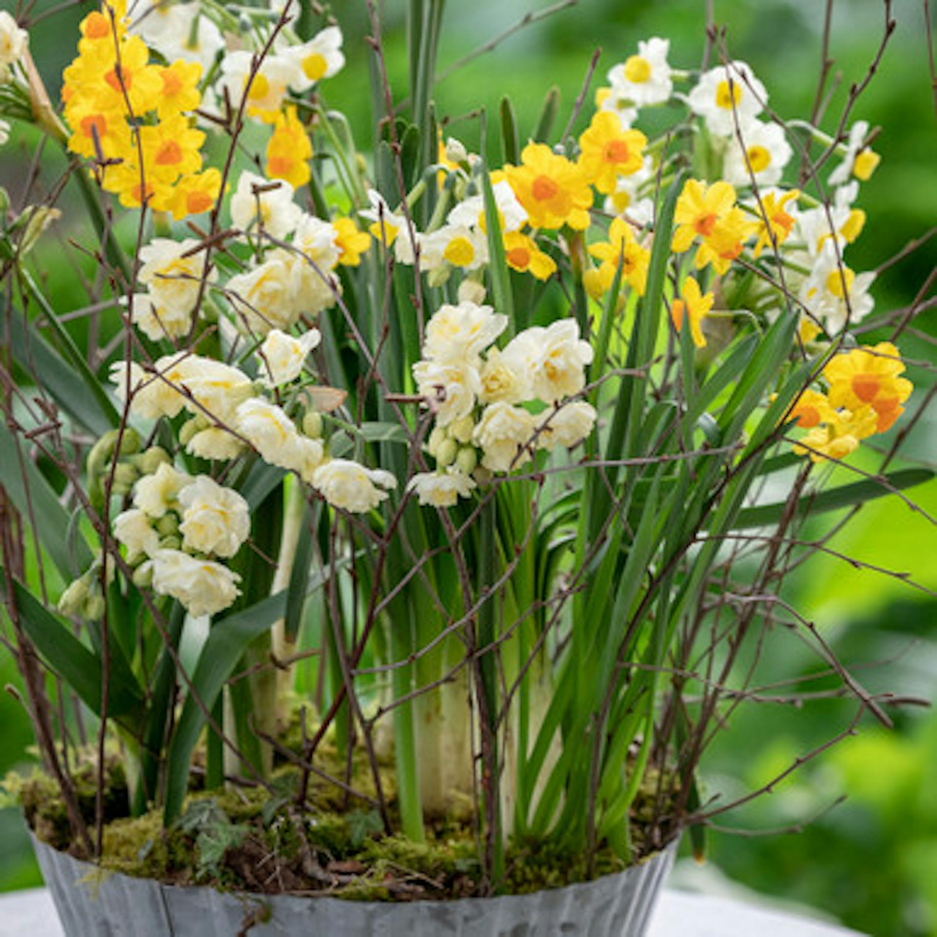 Soft and Warm Scented Indoor Narcissus Collection (Forcing)