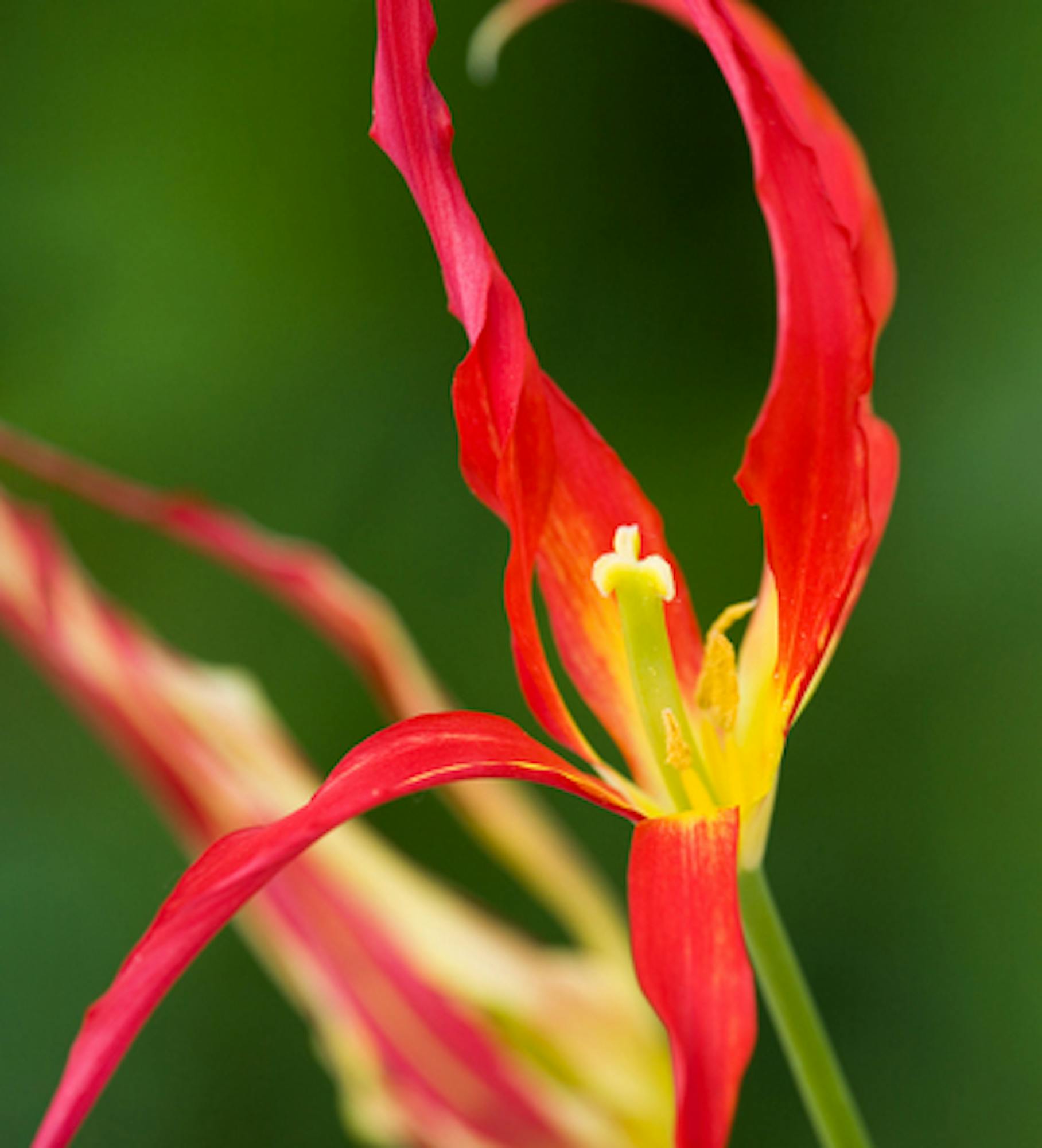 Tulip acuminata