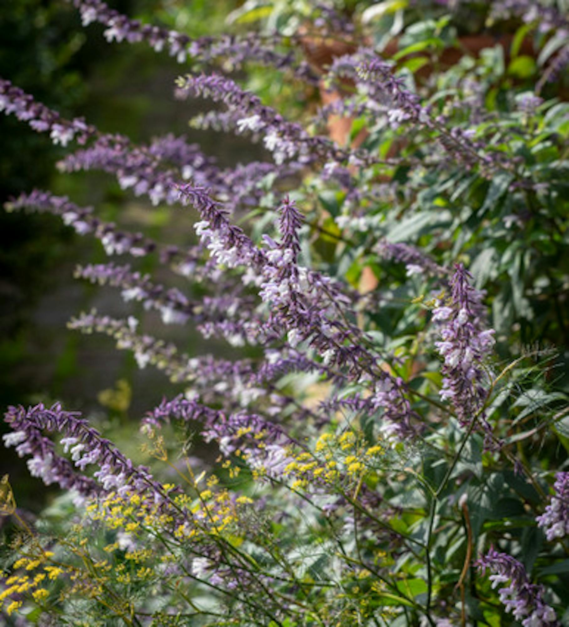 Salvia x 'Phyllis Fancy'