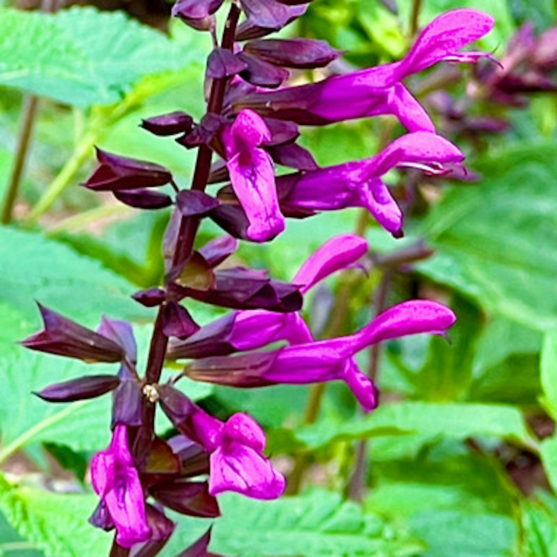Salvia 'Berry Blast'