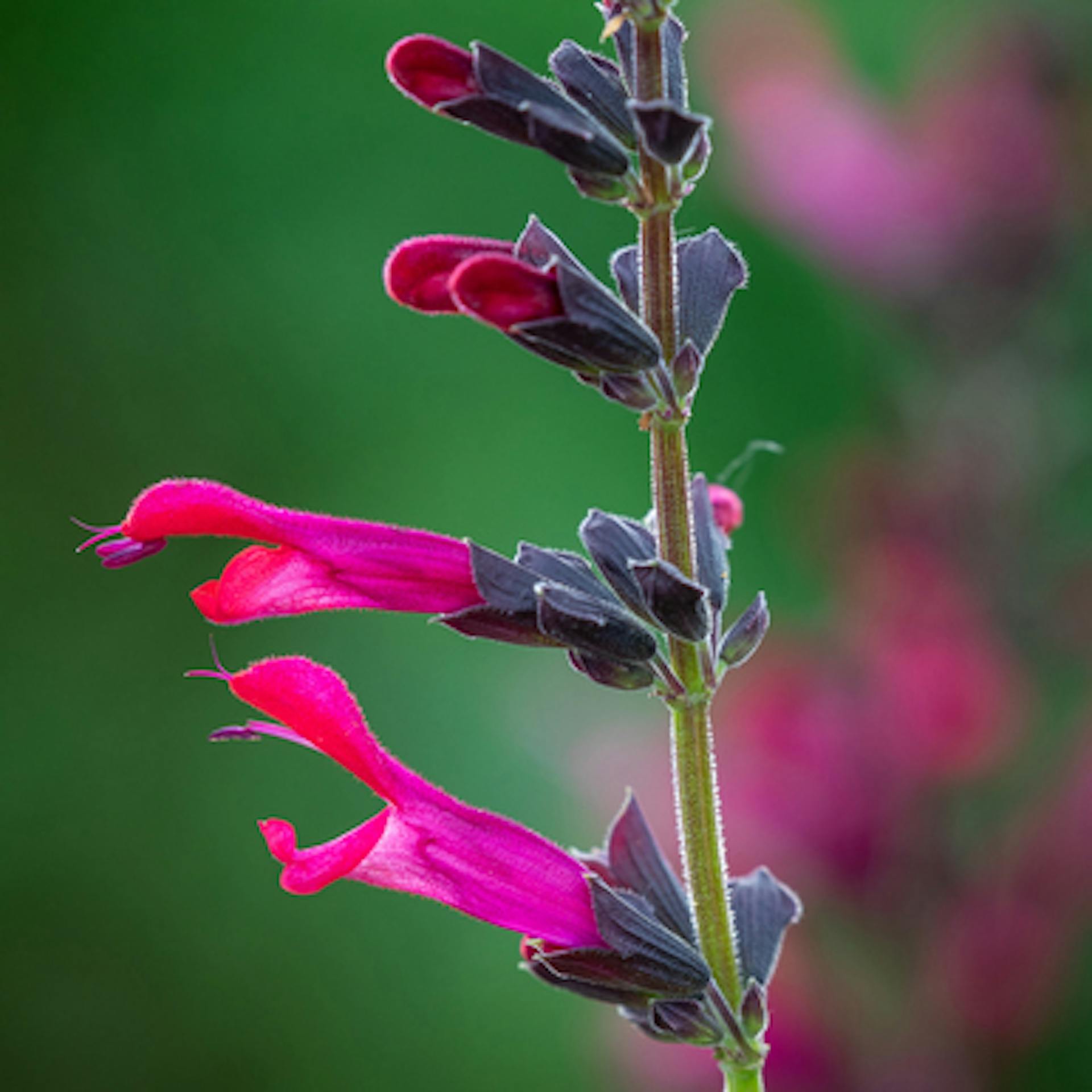 Salvia 'Amante'