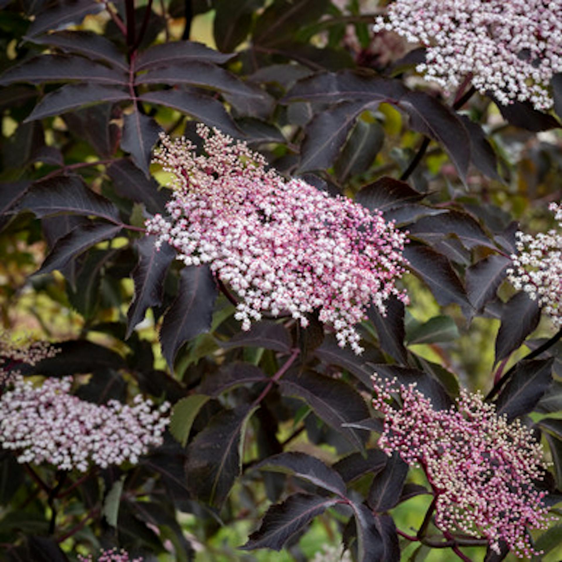Sambucus nigra f. porphyrophylla 'Gerda'