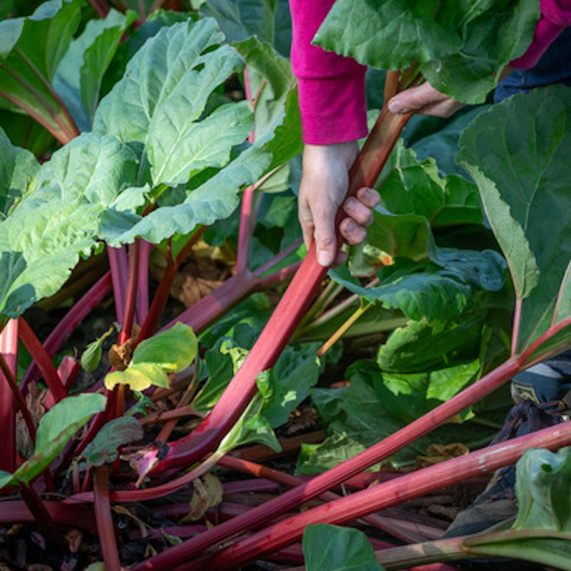 Rhubarb 'Livingstone' (Everbearing)