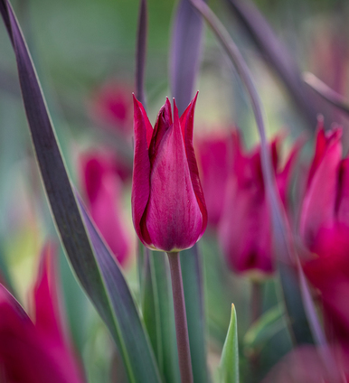 Tulip 'Purple Heart'