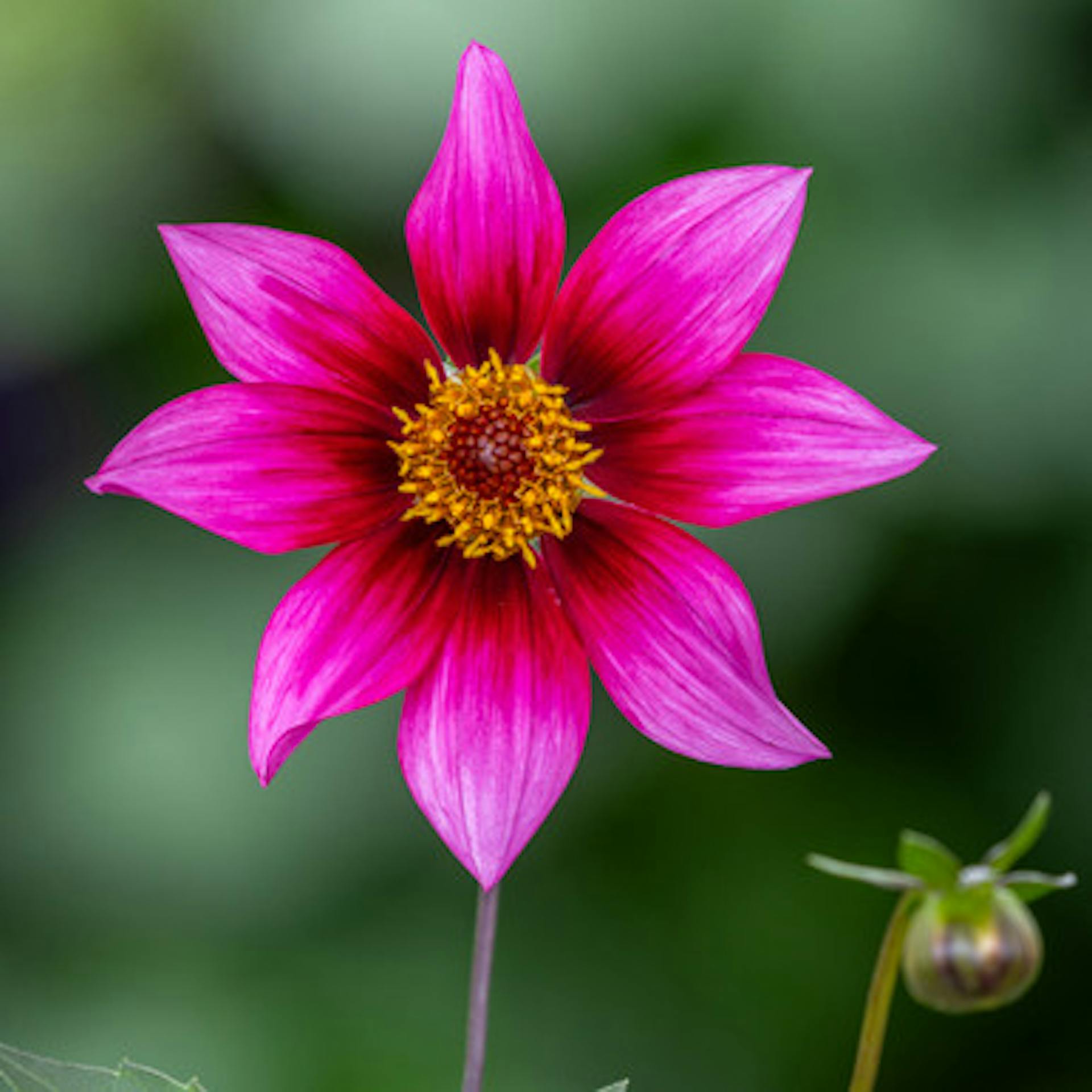 Dahlia 'Schipper's Choice'