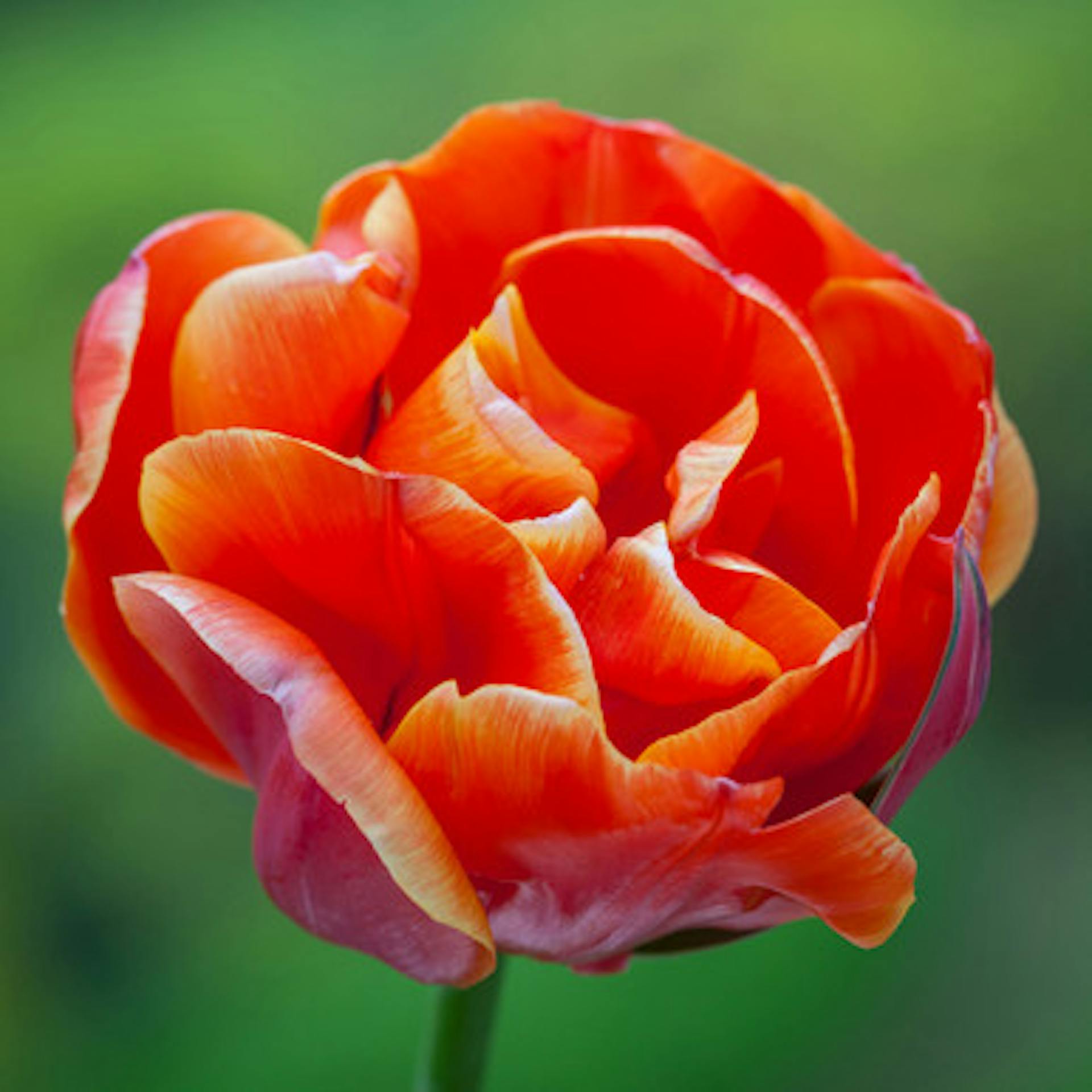 Tulip 'Queensday'