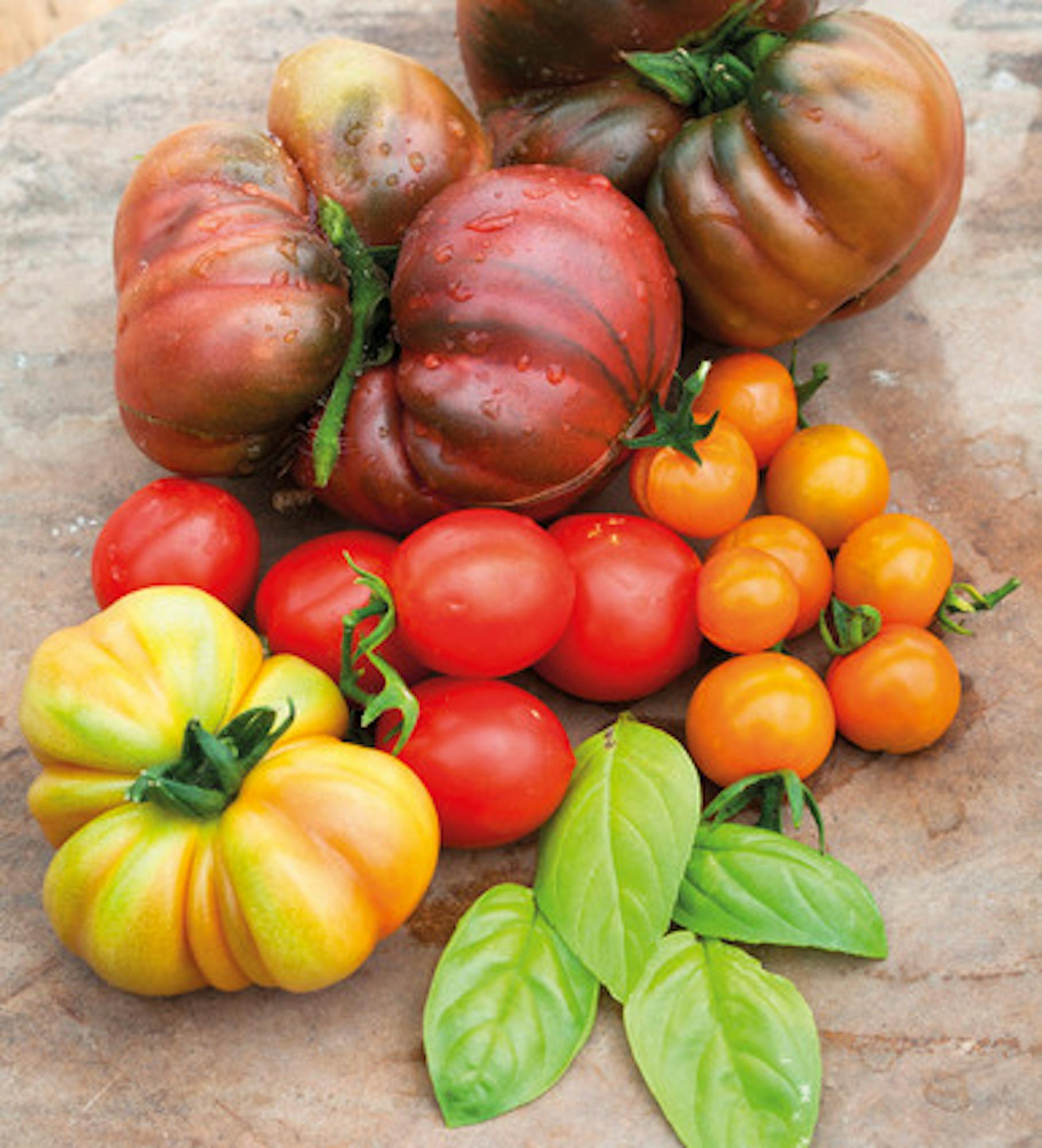 Tomato and Basil Plant Collection