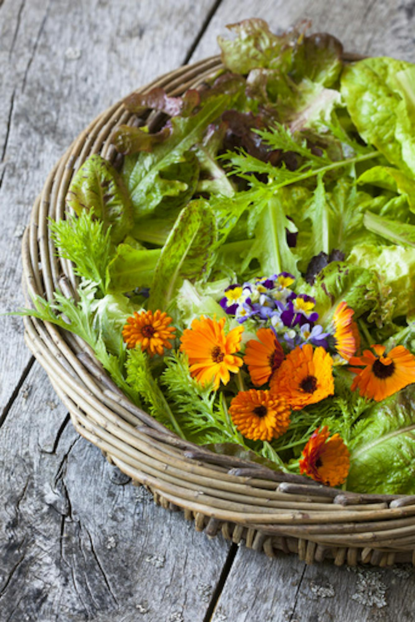 Lettuce 'Black Seeded Simpson'