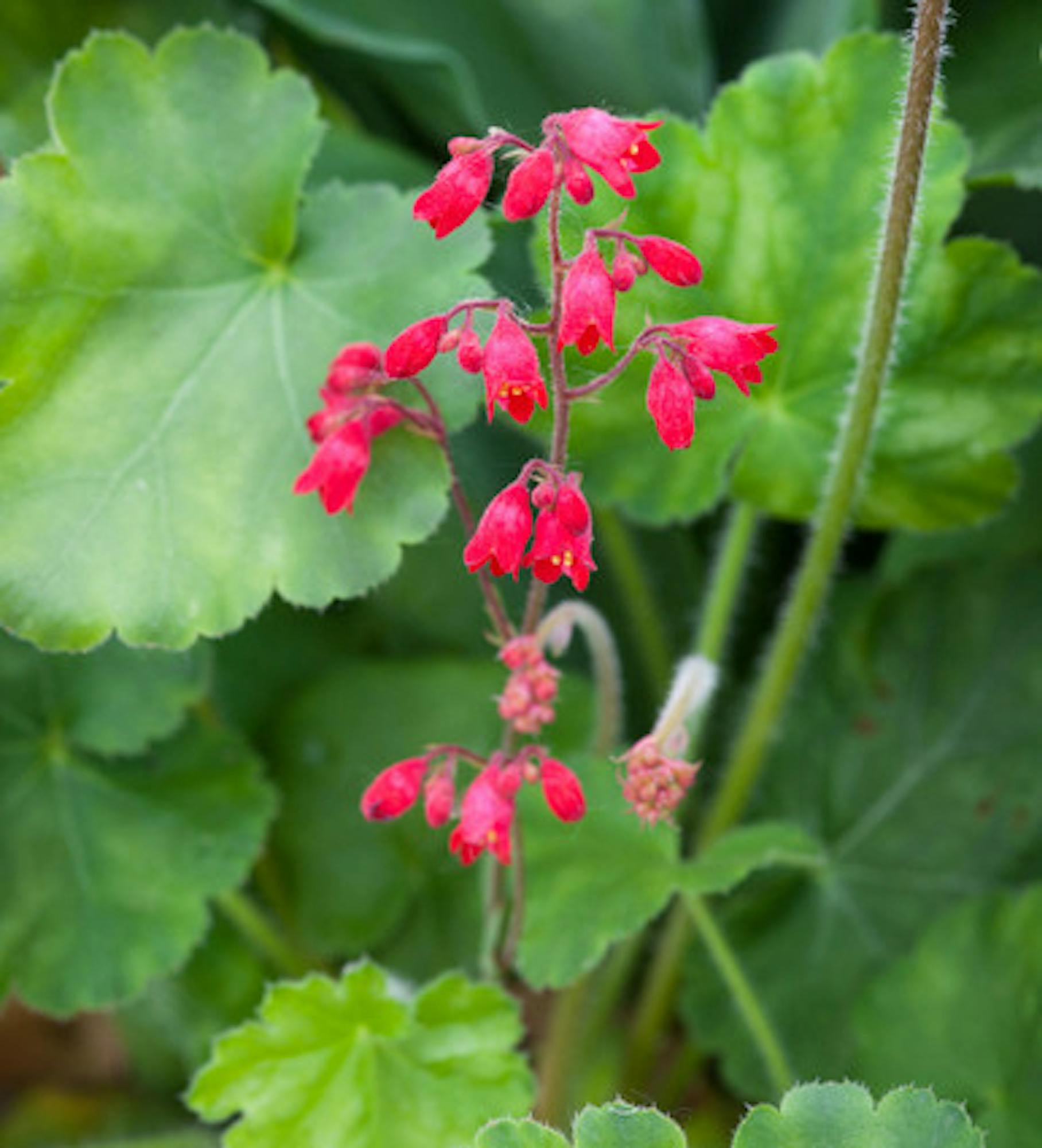 Heuchera sanguinea 'Leuchtkafer'
