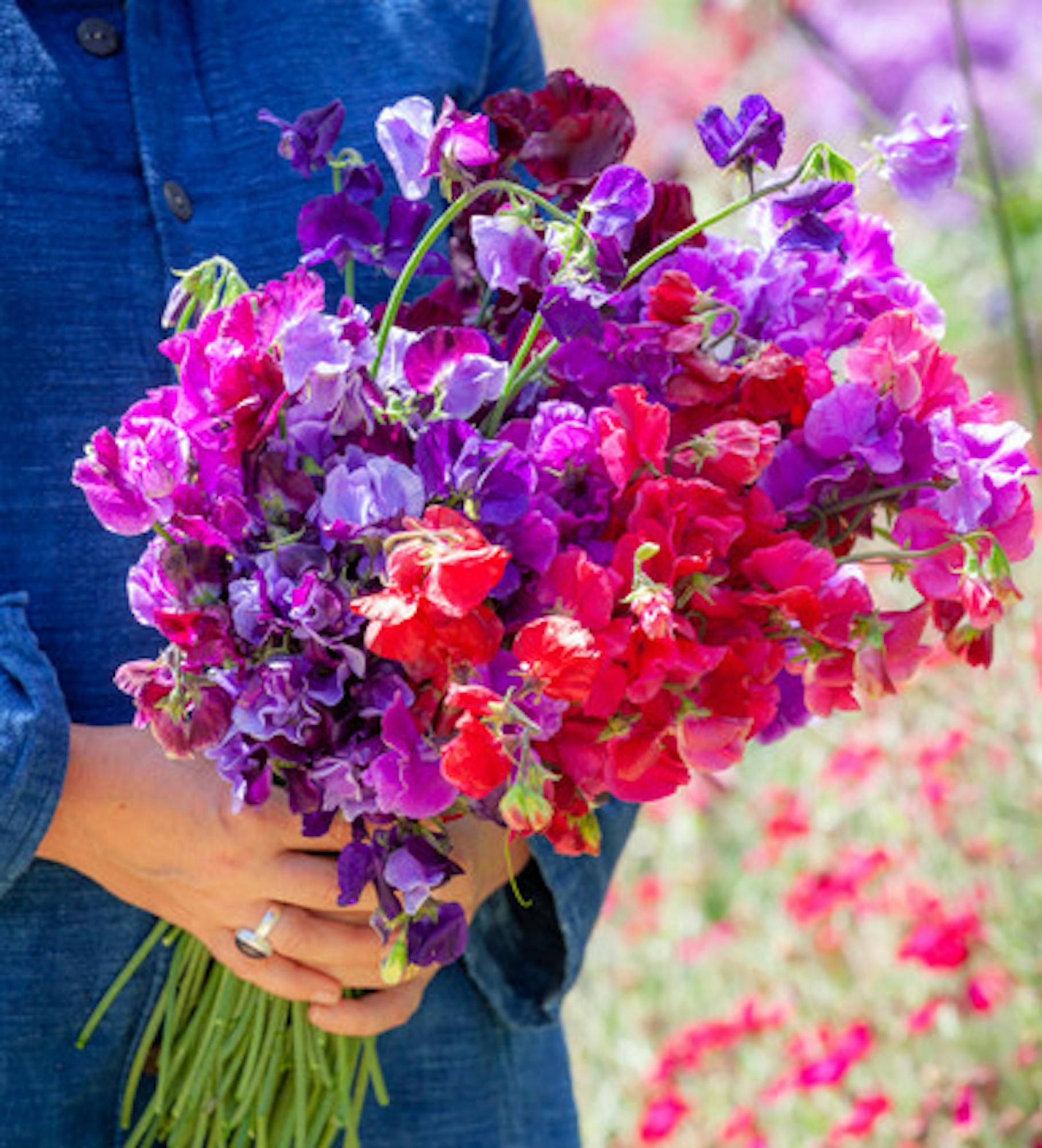 Sweet Pea 'Erewhon'