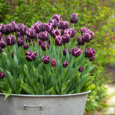 Tulip 'Jackpot'