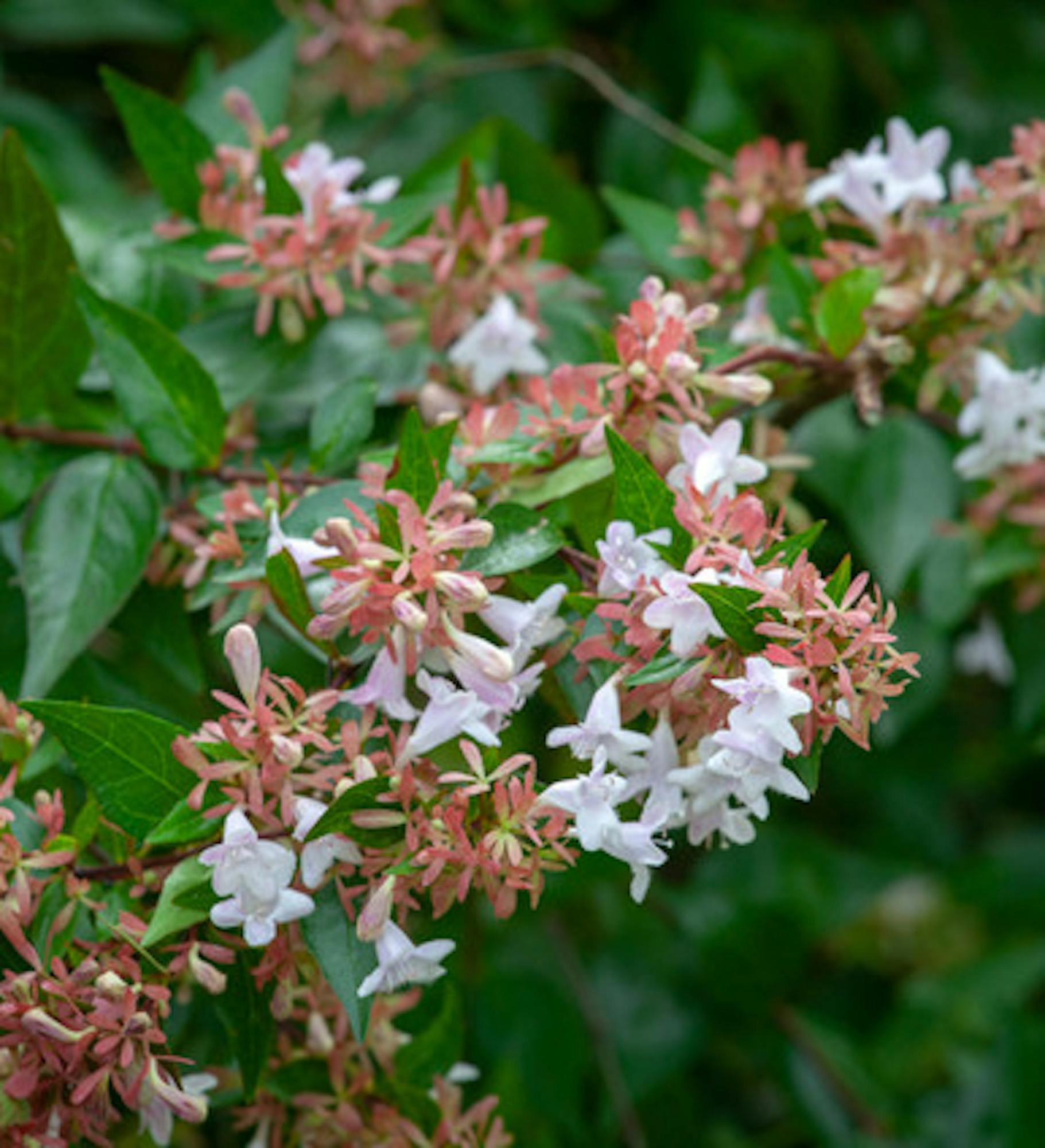 Abelia x grandiflora