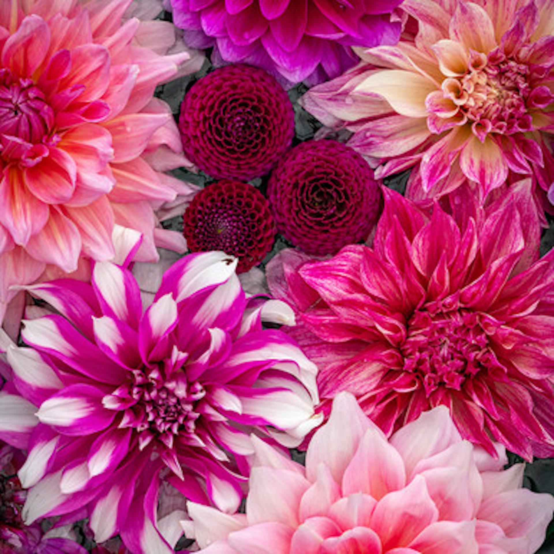 Tricia Guild's Dahlia Collection