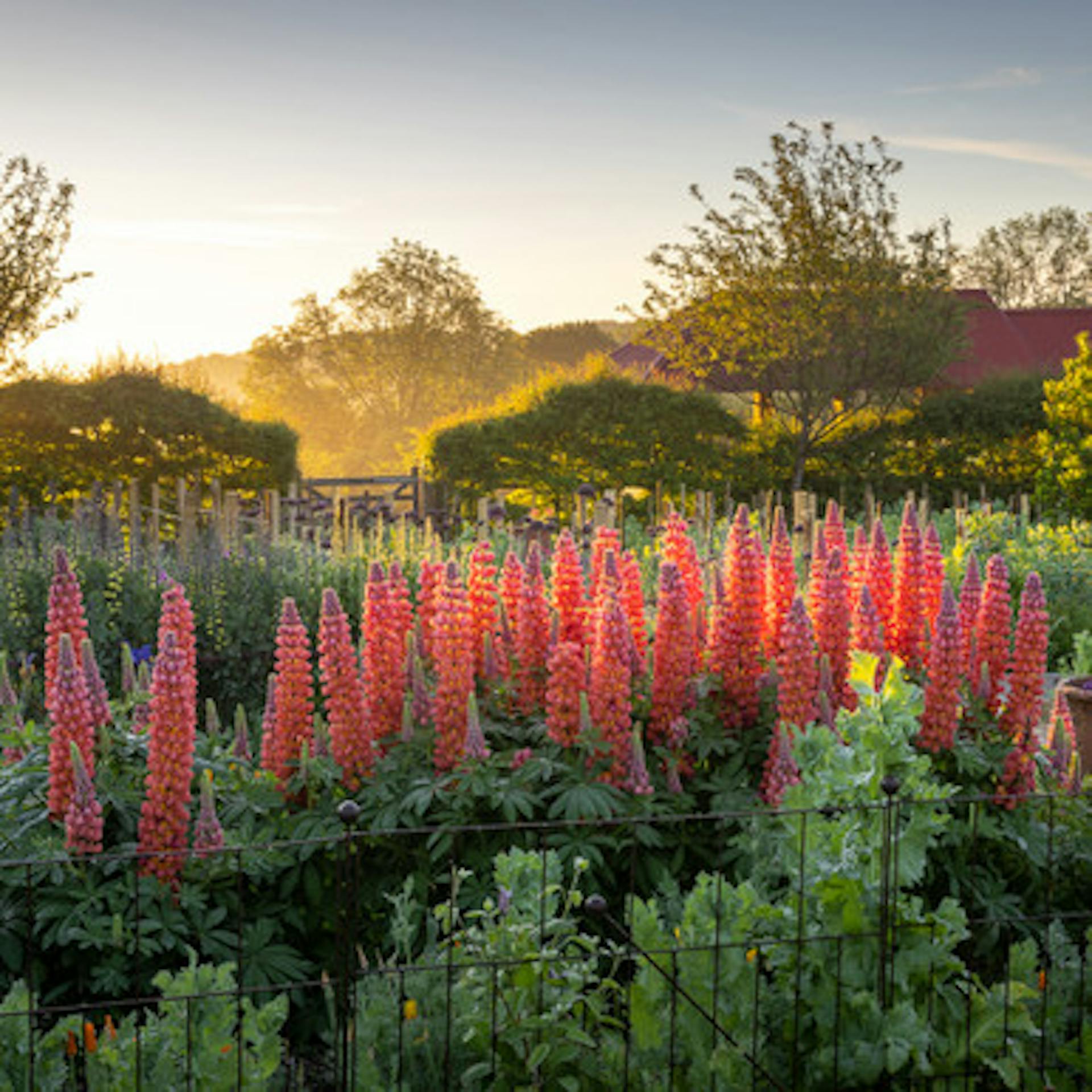 Lupinus 'Terracotta'