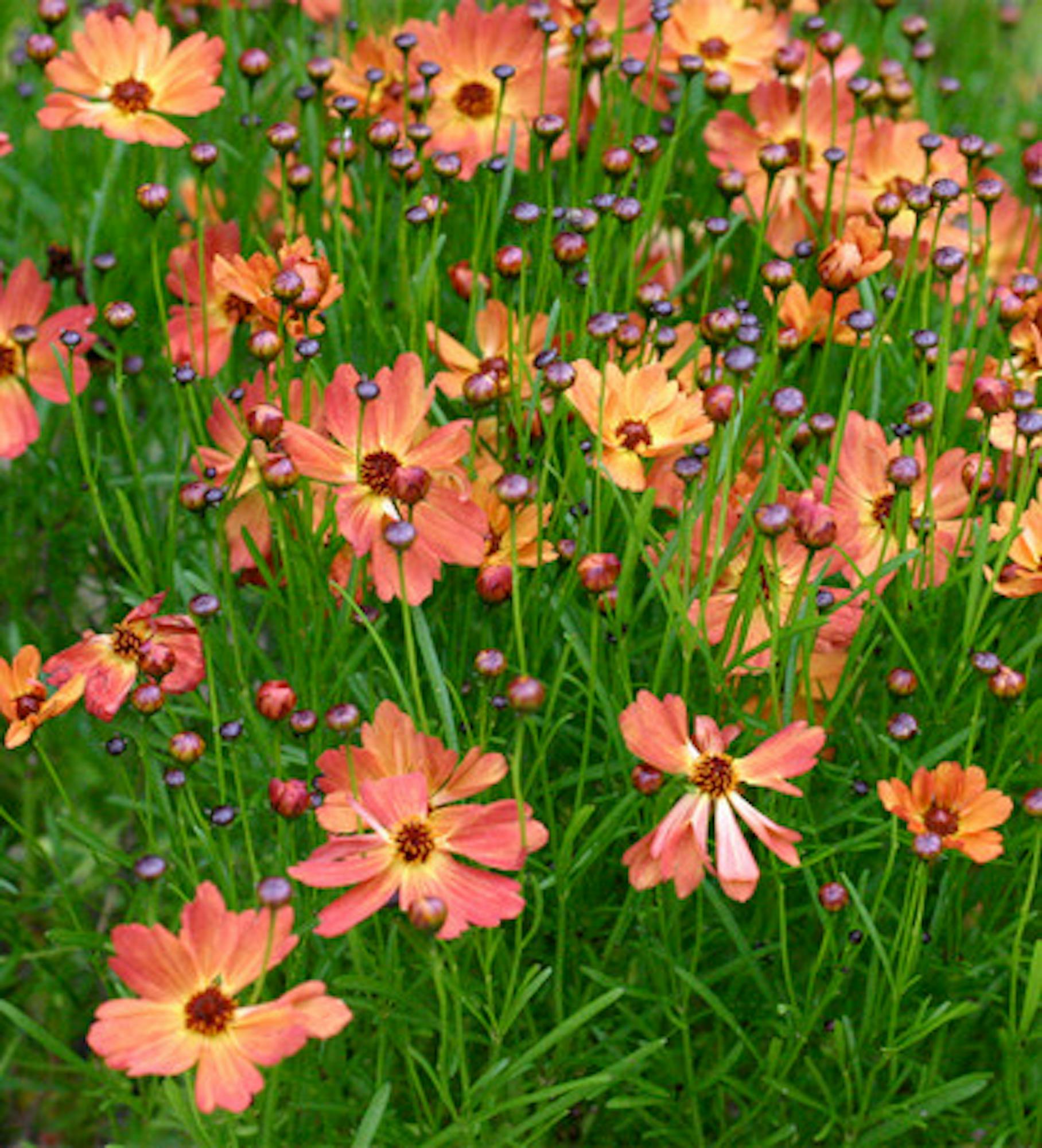 Coreopsis lanceolata 'Mango Punch'