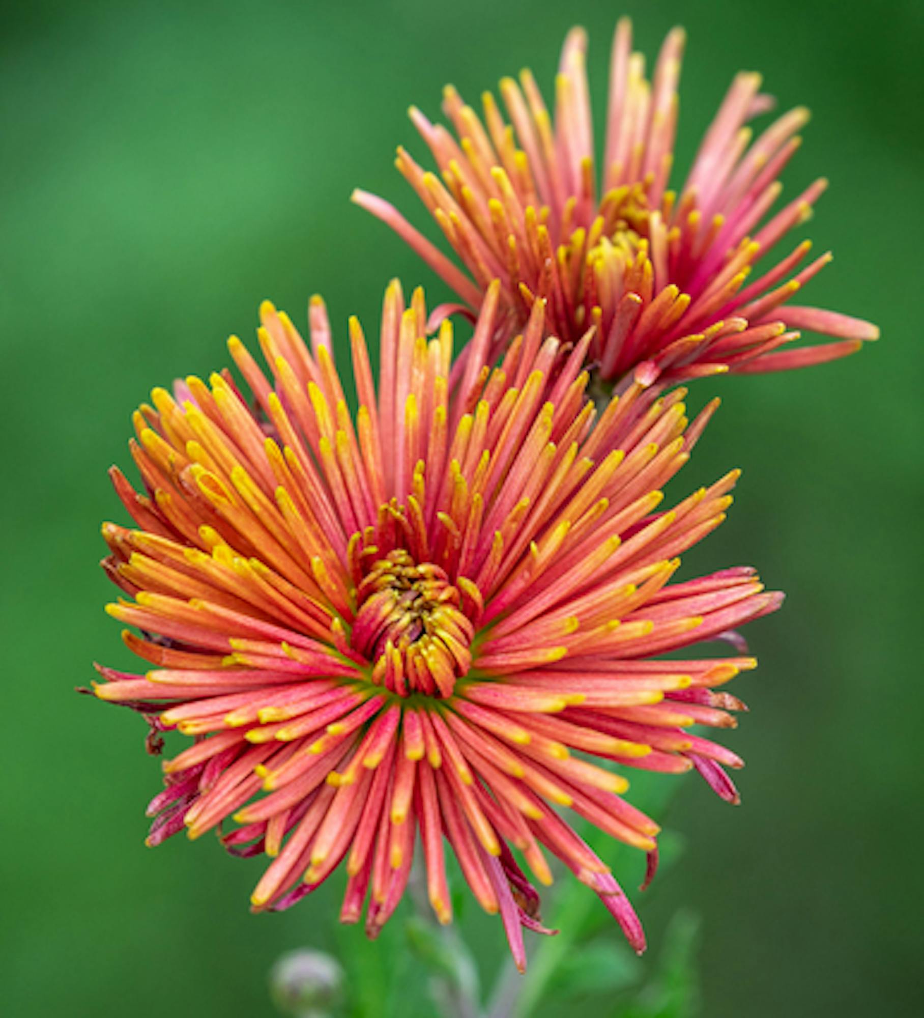 Chrysanthemum 'Tula Carmella'