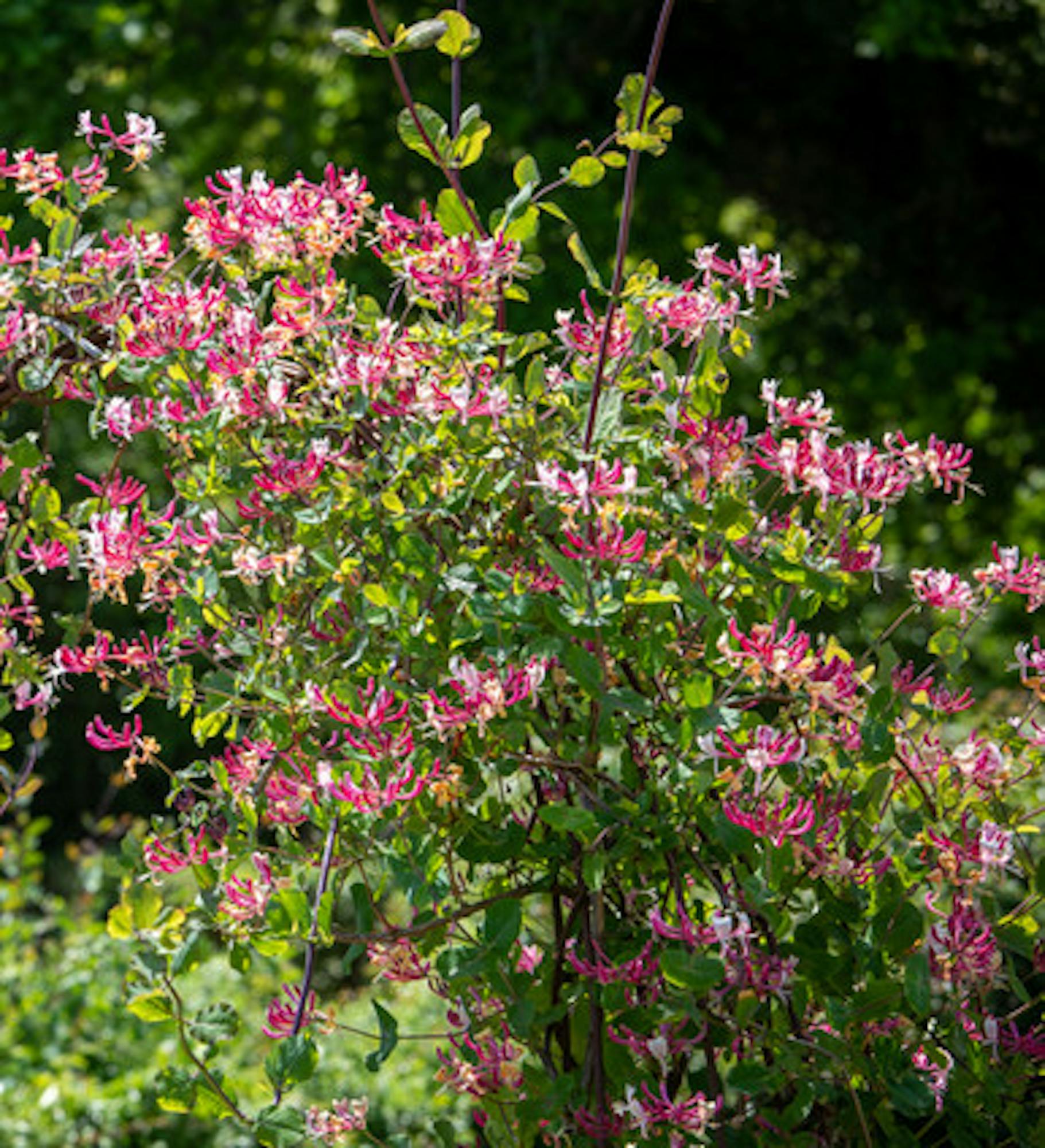 Lonicera periclymenum 'Belgica'