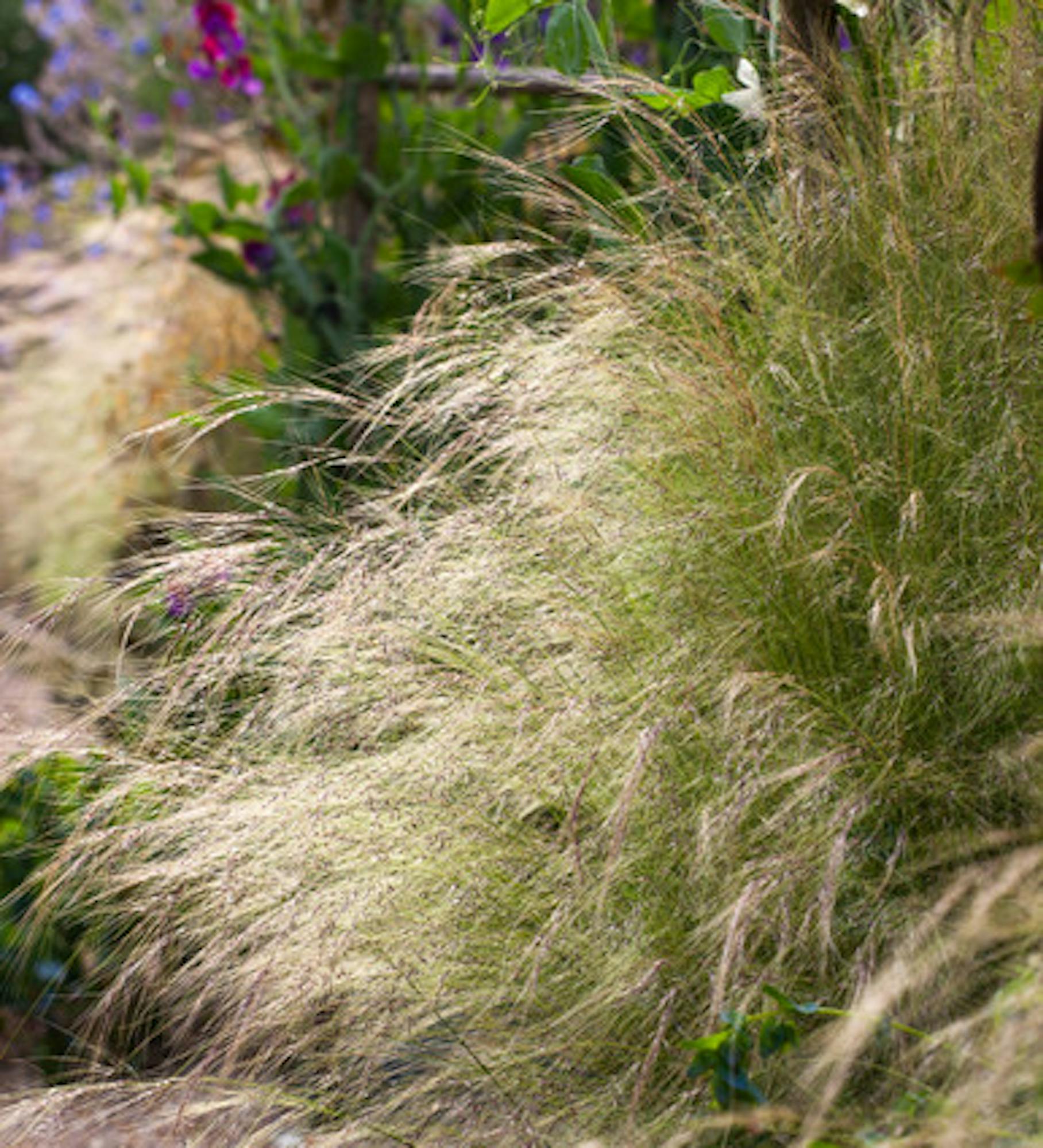 Stipa tenuissima 'Pony Tails'