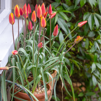 Tulip clusiana 'Tubergen's Gem'