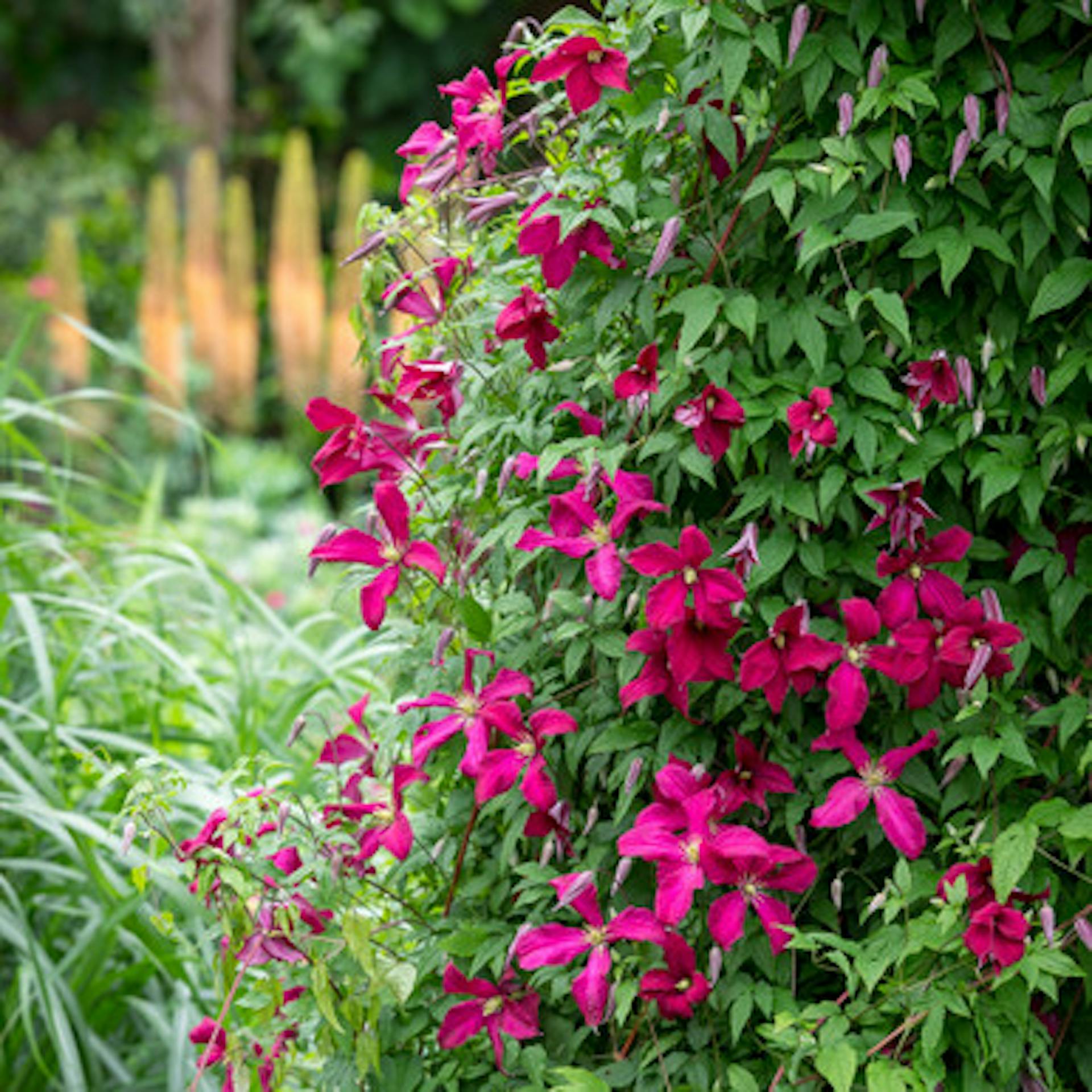 Clematis viticella 'Madame Julia Correvon'
