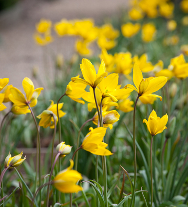 Tulips to Naturalise Collection