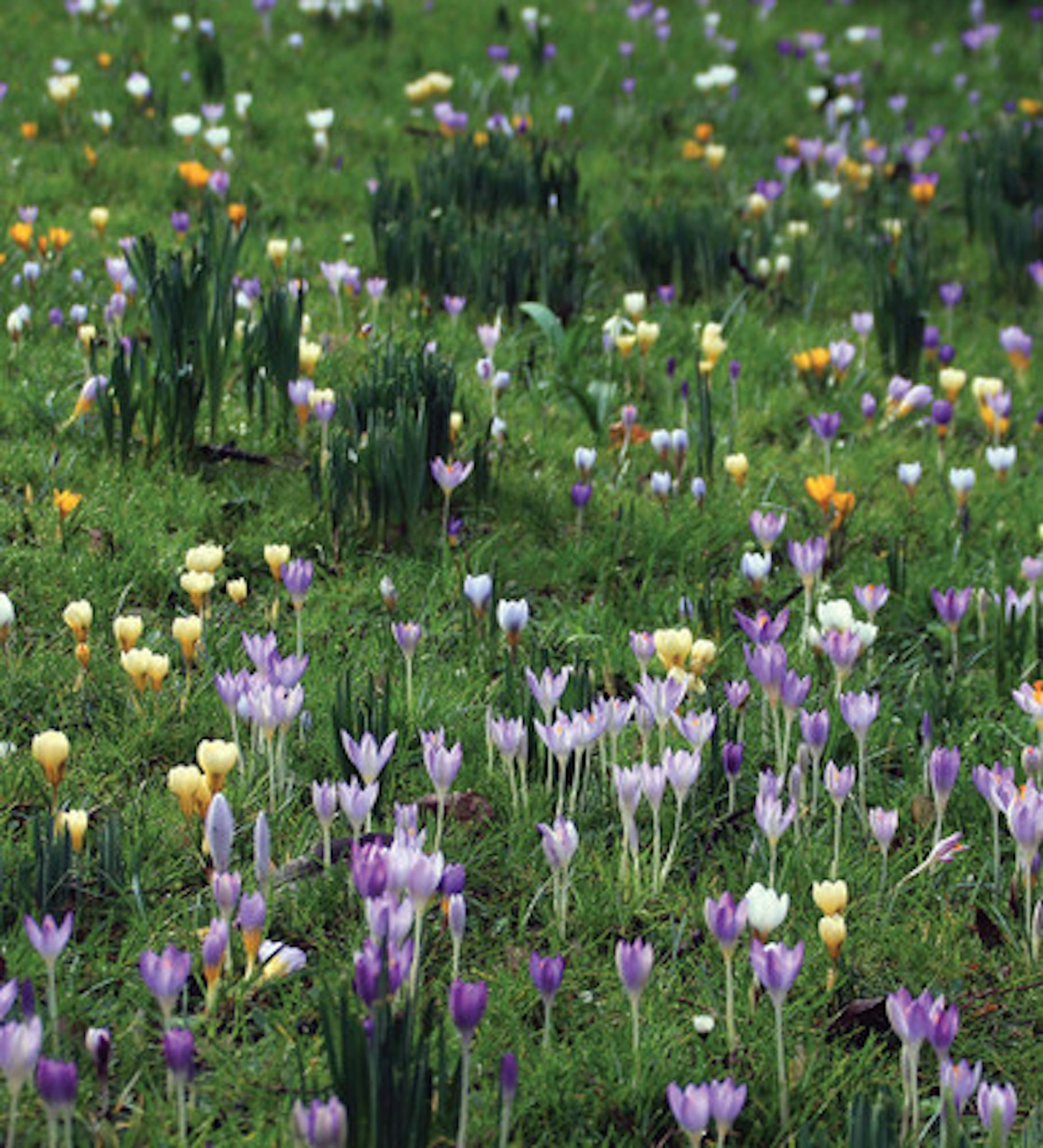 The Carien Crocus Collection in a Gift Box (150 corms)