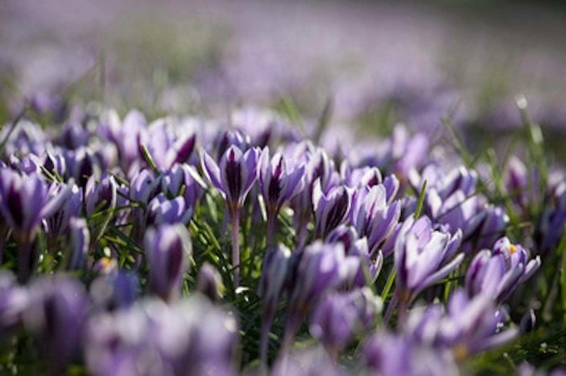 Crocus minimus 'Spring Beauty'