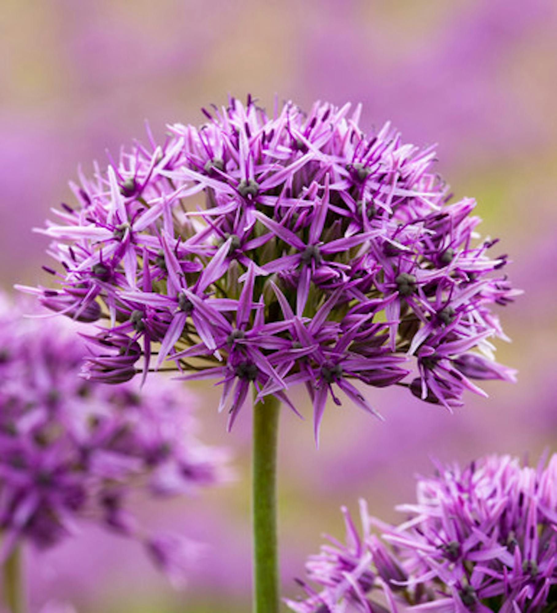 Allium stipitatum 'Violet Beauty'