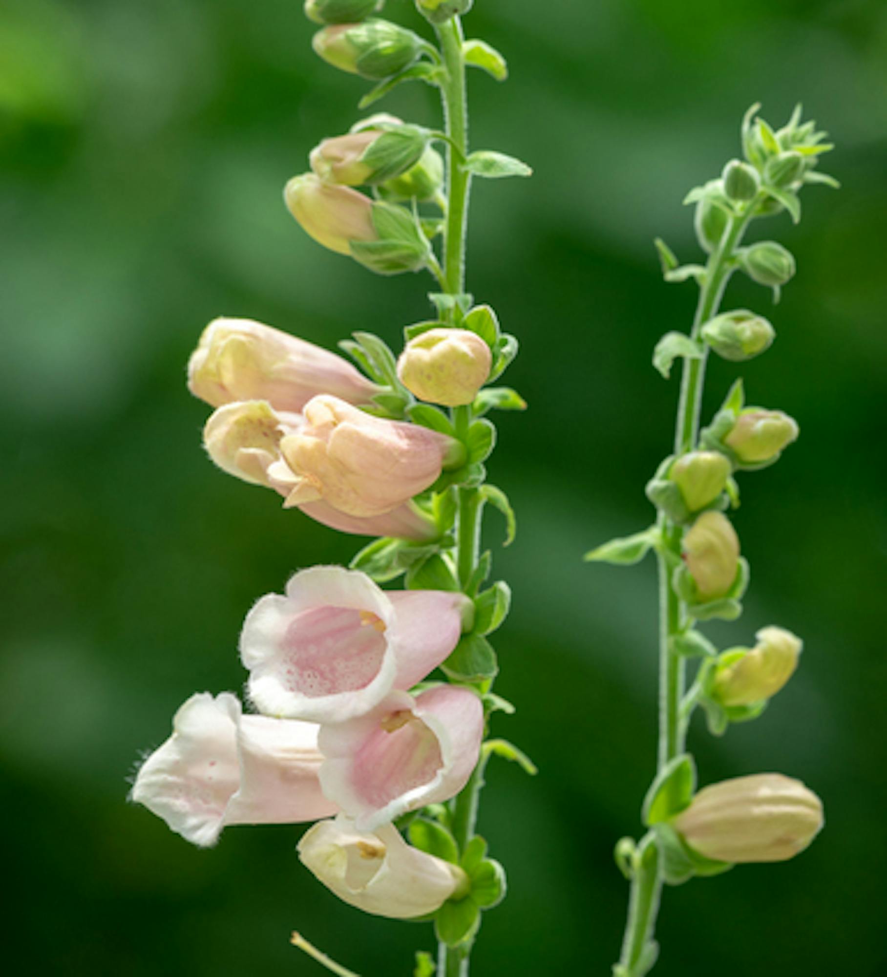 Digitalis 'Dalmatian Peach' F1 Hybrid