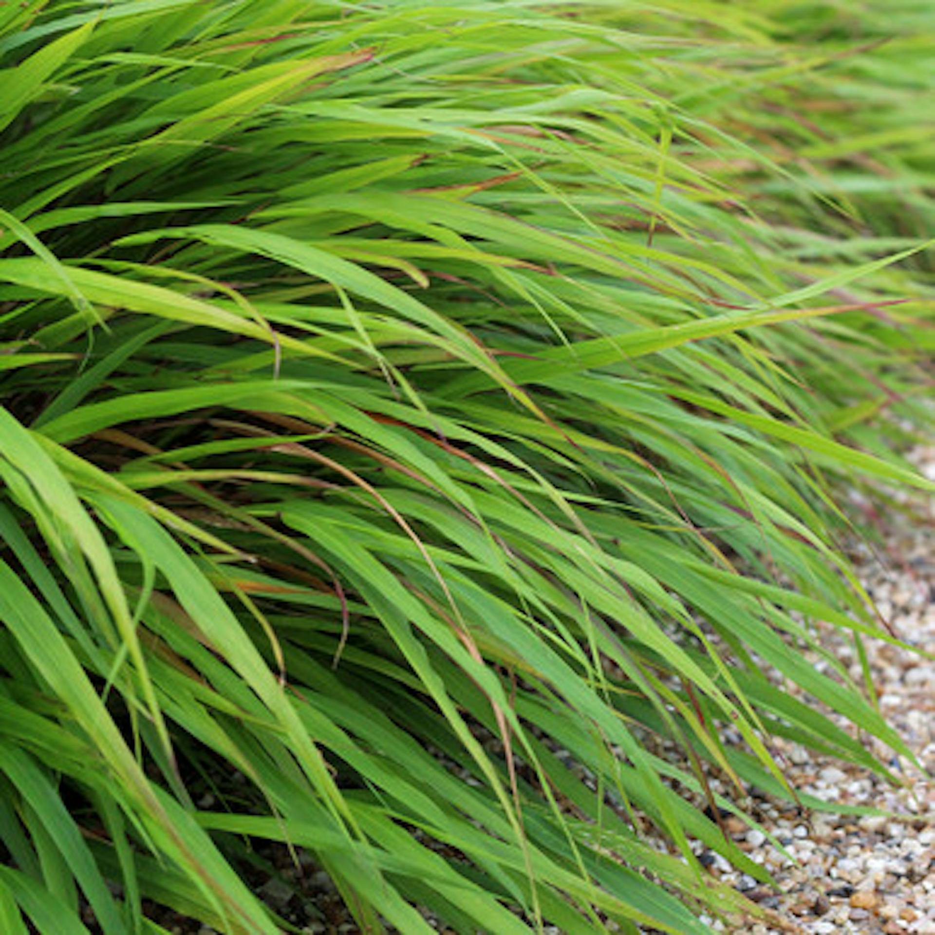 Hakonechloa macra