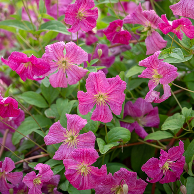 Clematis 'Abundance' (Viticella Group)