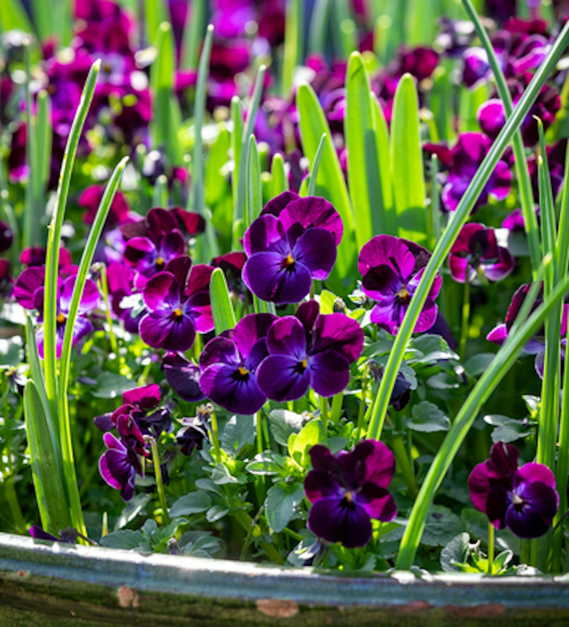 Viola cornuta 'Phantom' F1 