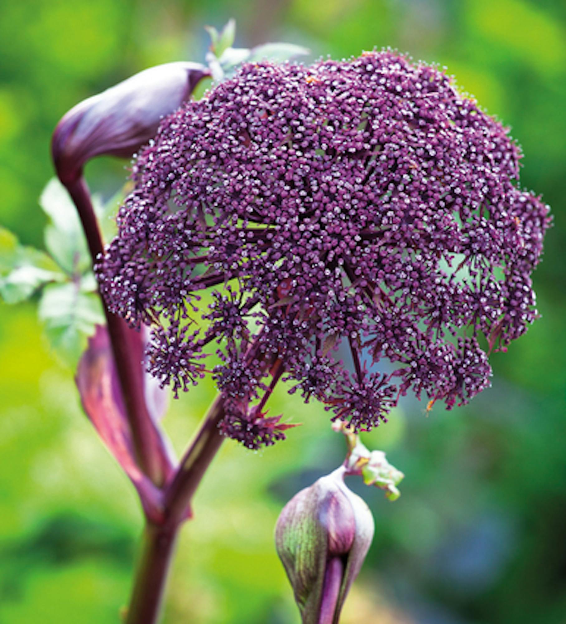 Angelica gigas