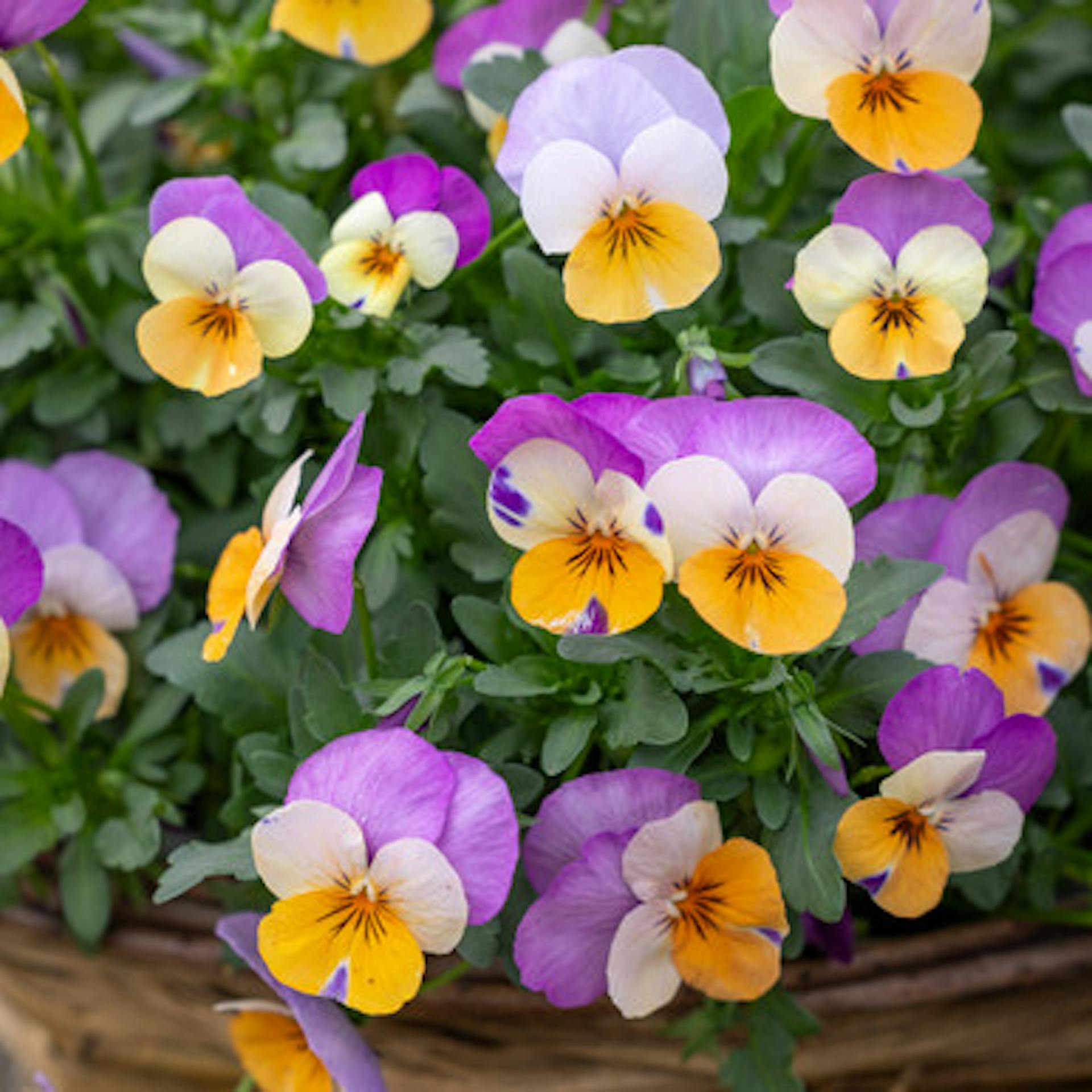 Viola cornuta 'Teardrops Apricot Purple Wing'