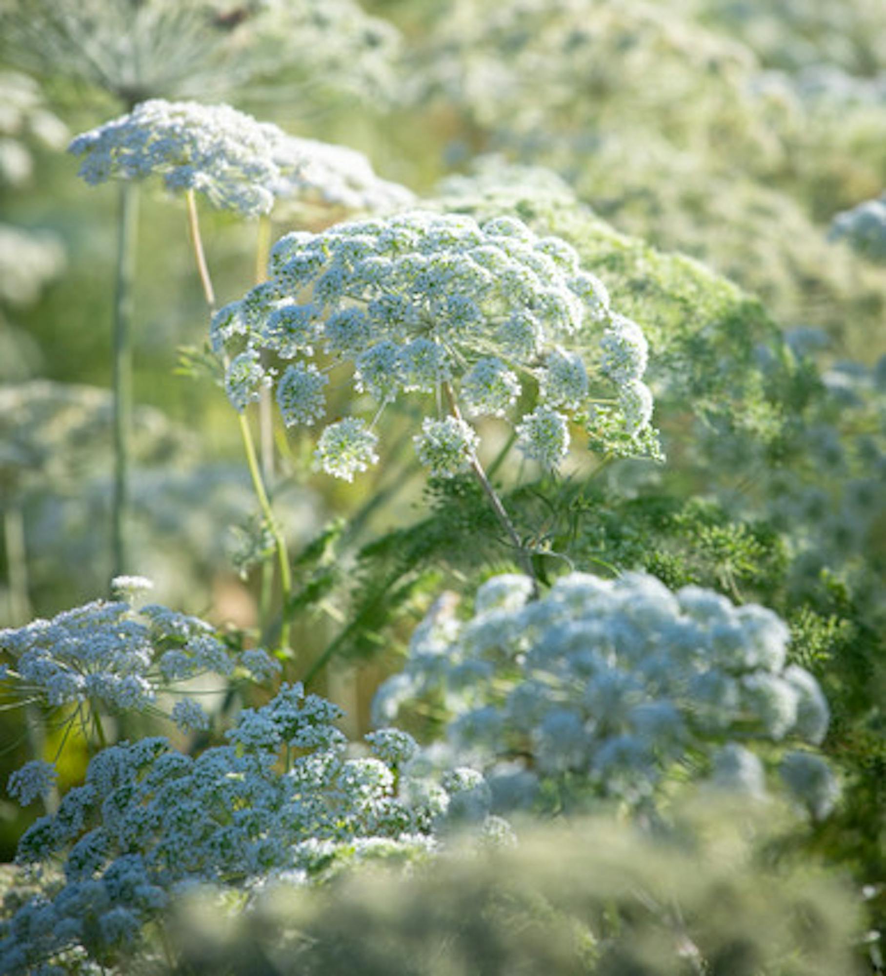 Ammi majus