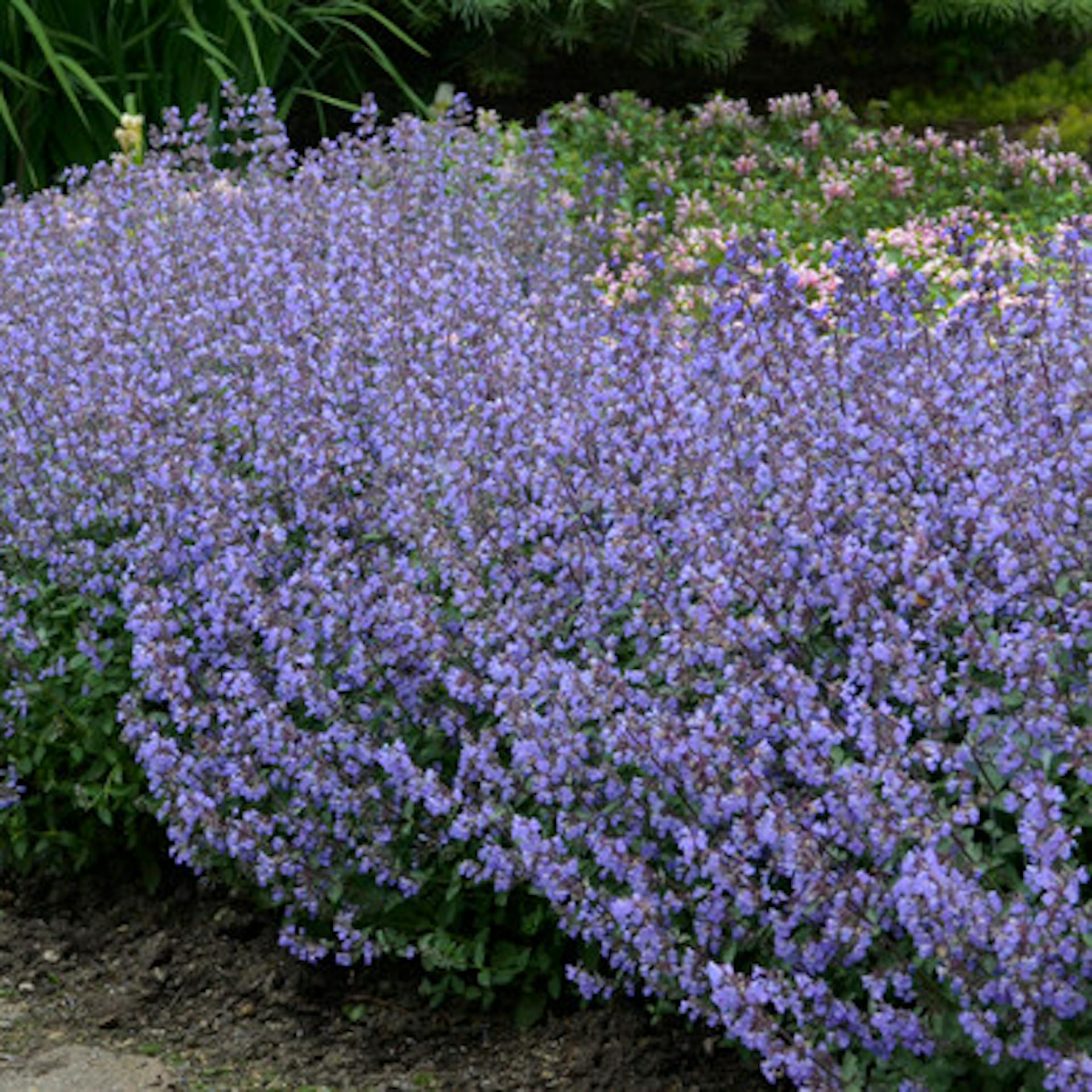 Nepeta faassenii 'Purrsian Blue'