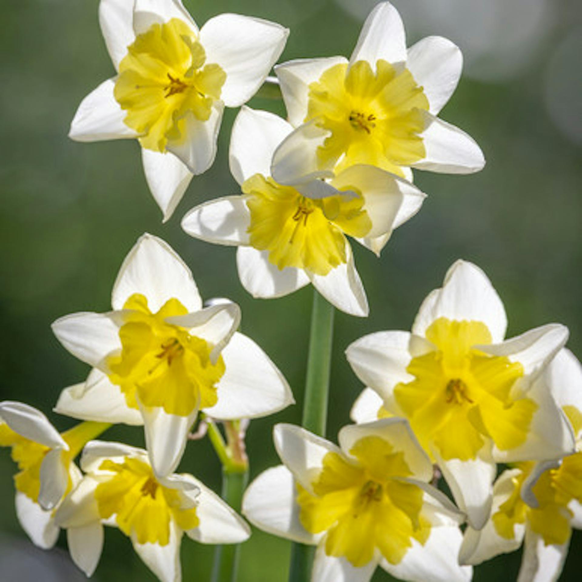 Narcissus 'Prom Dance'