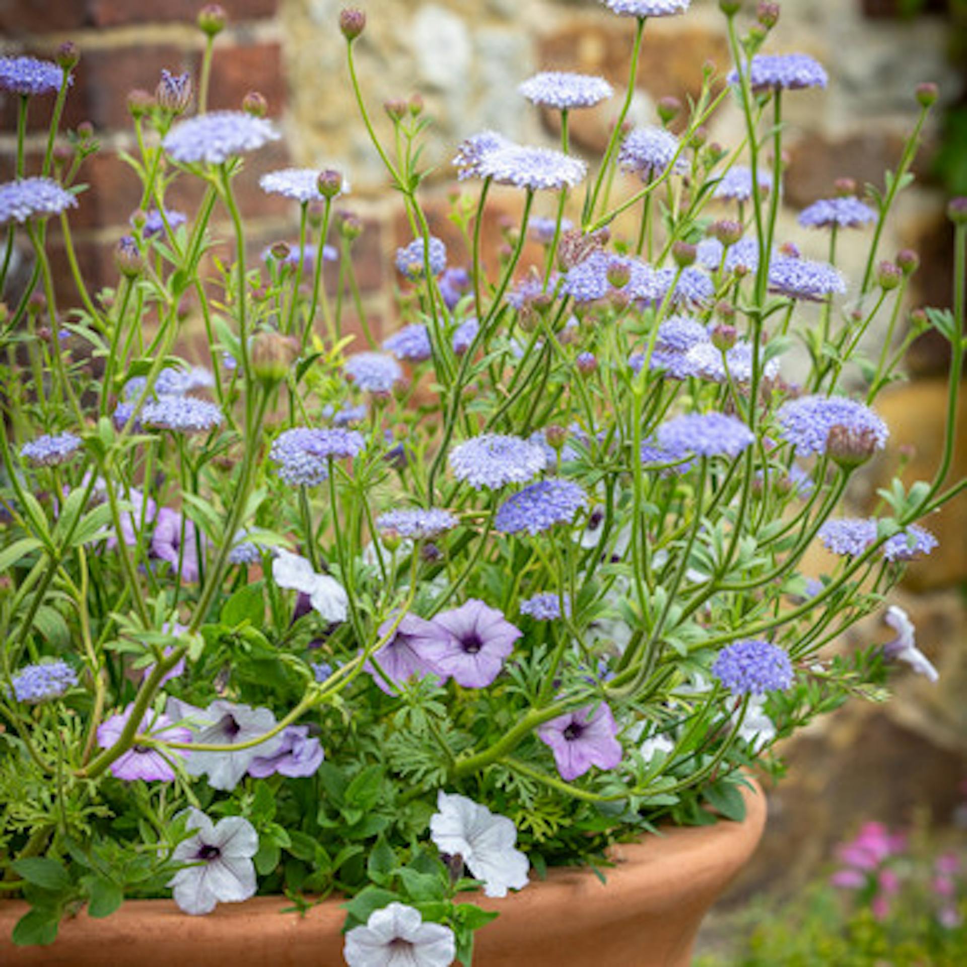 Pastel Blue and Mauve Pot Collection