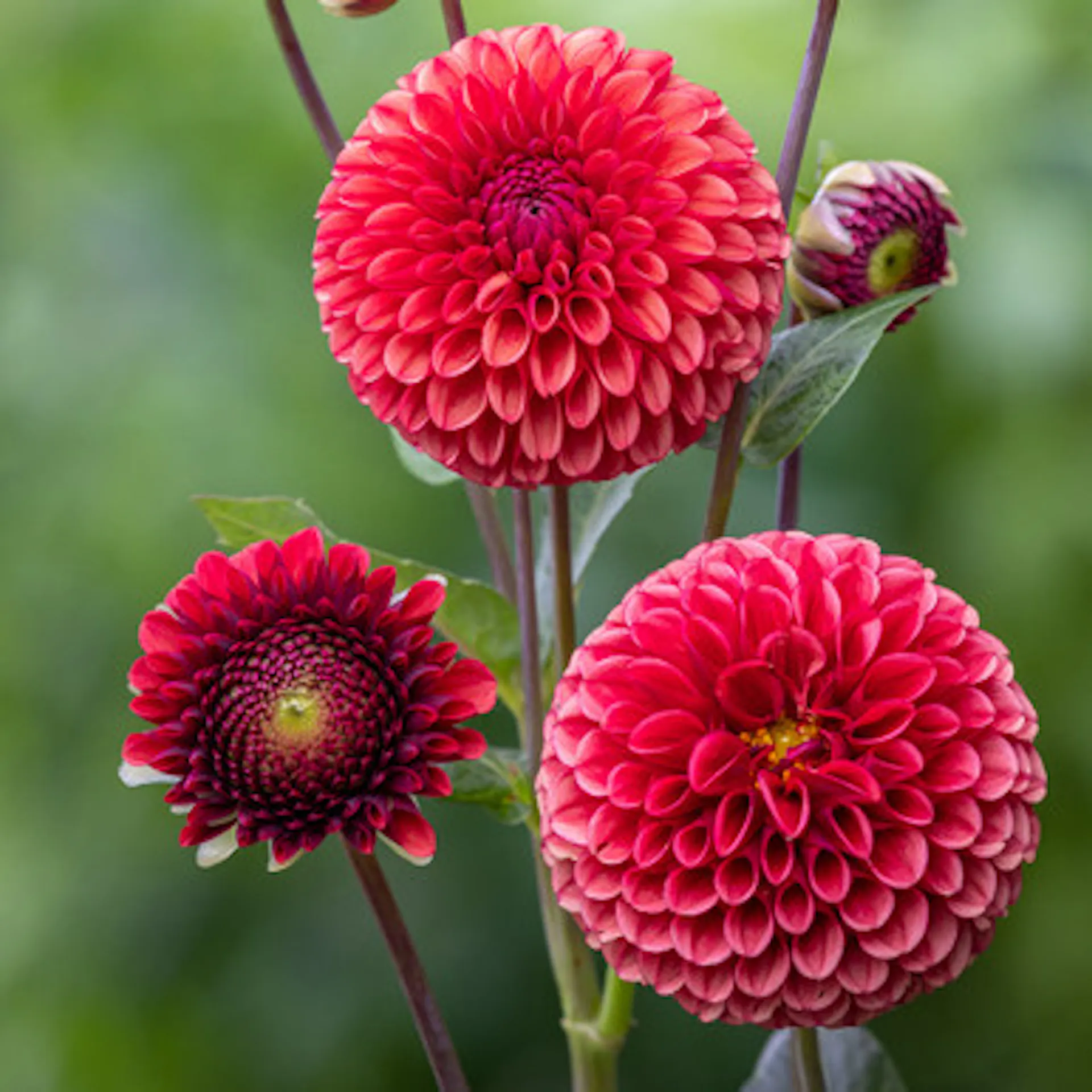Dahlia 'Copper Boy'