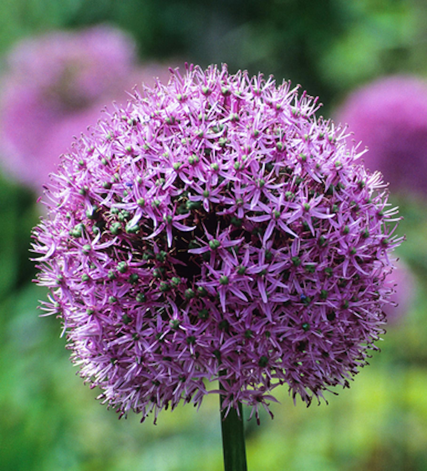 Successional Allium Collection