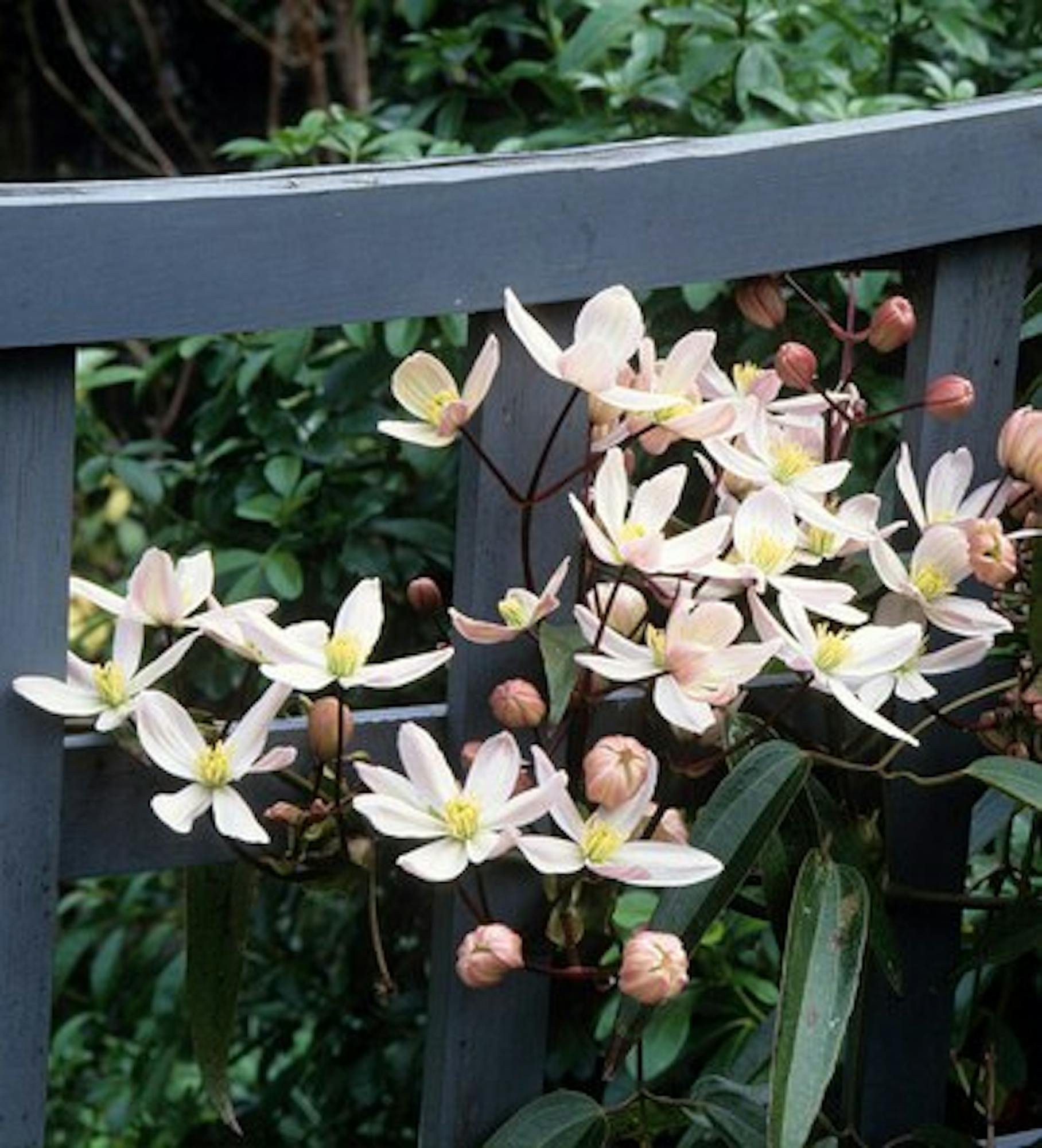 Clematis armandii 'Apple Blossom'