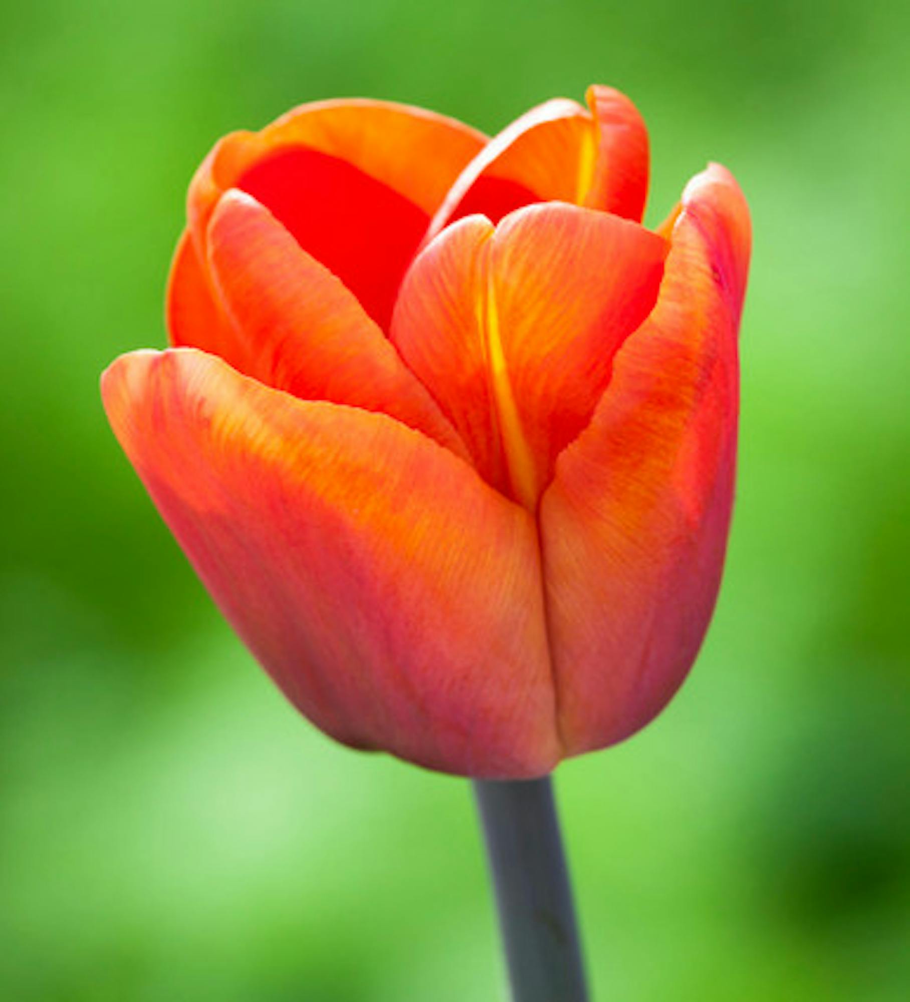 Tulip 'Brown Sugar'