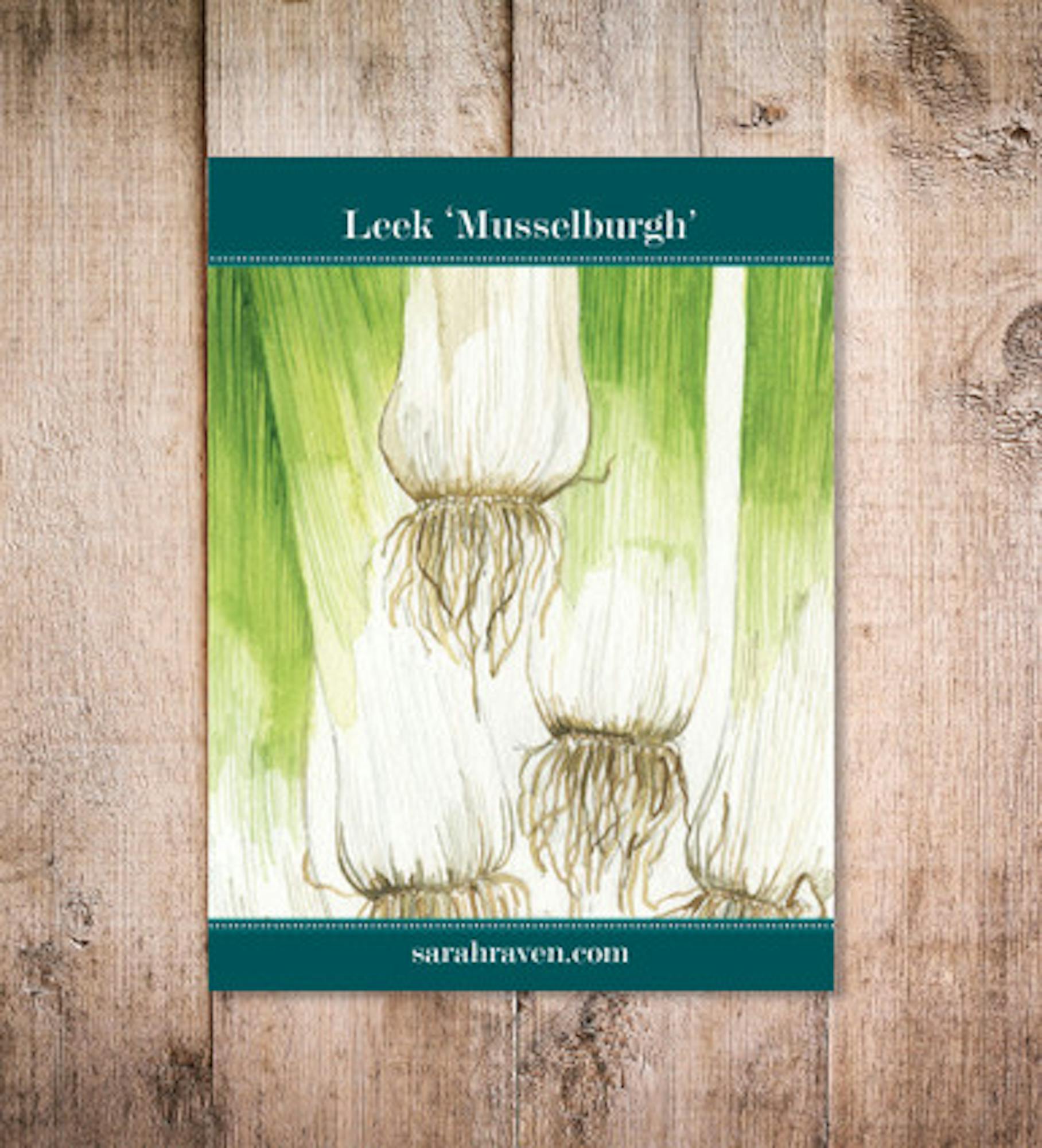 Leek 'Musselburgh'