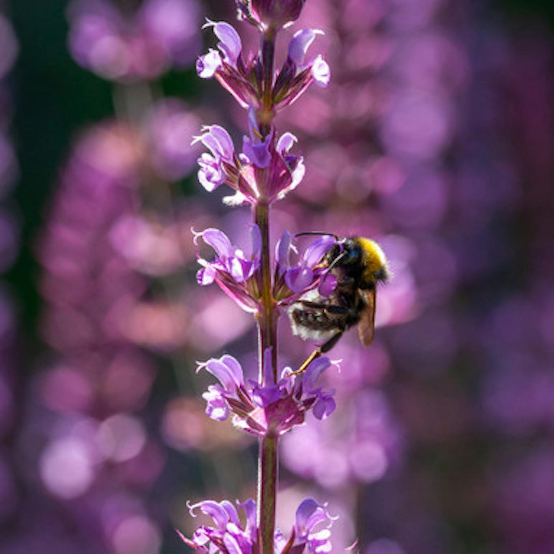 Salvia nemorosa 'Amethyst'