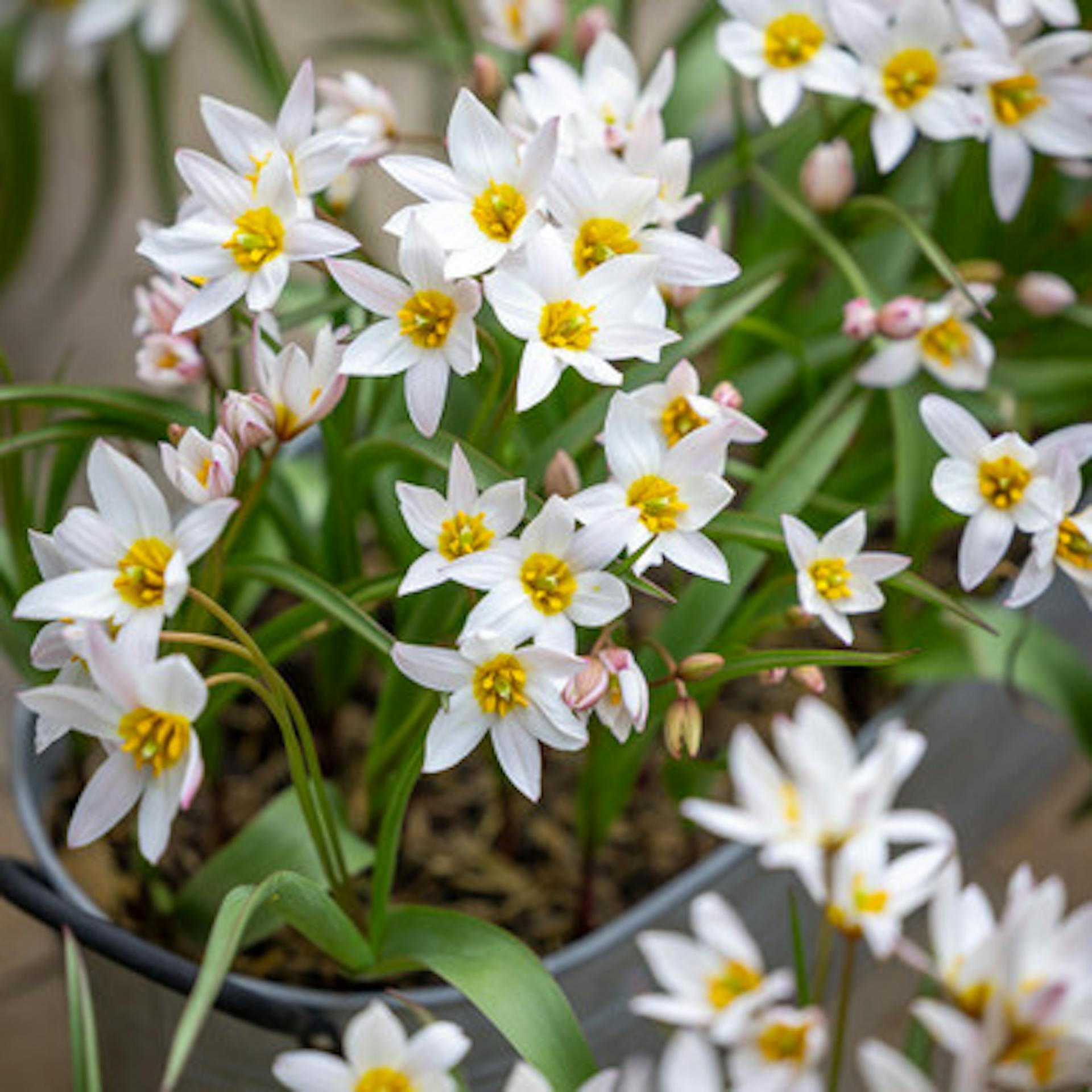 Tulip cretica 'Hilde'